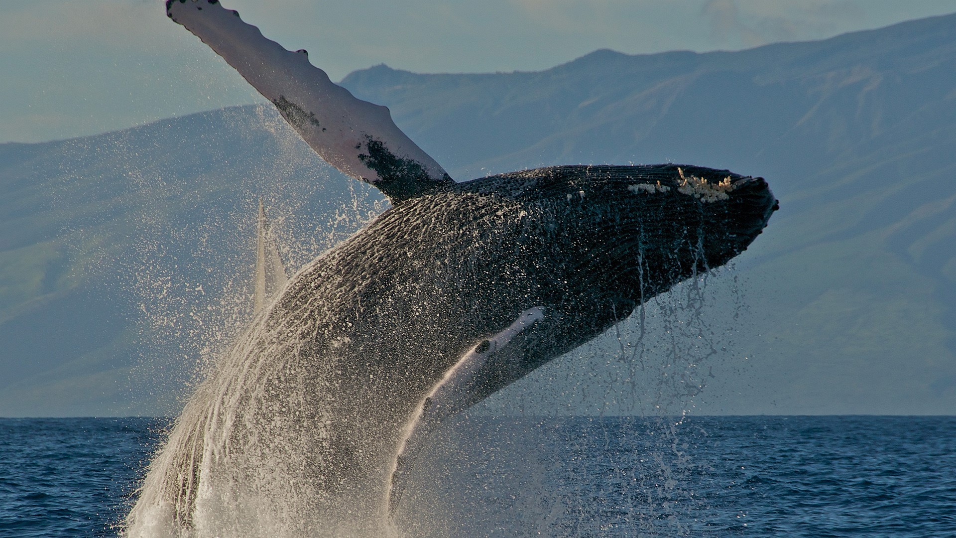 landscape, whale, nature, sea, HD Wallpaper