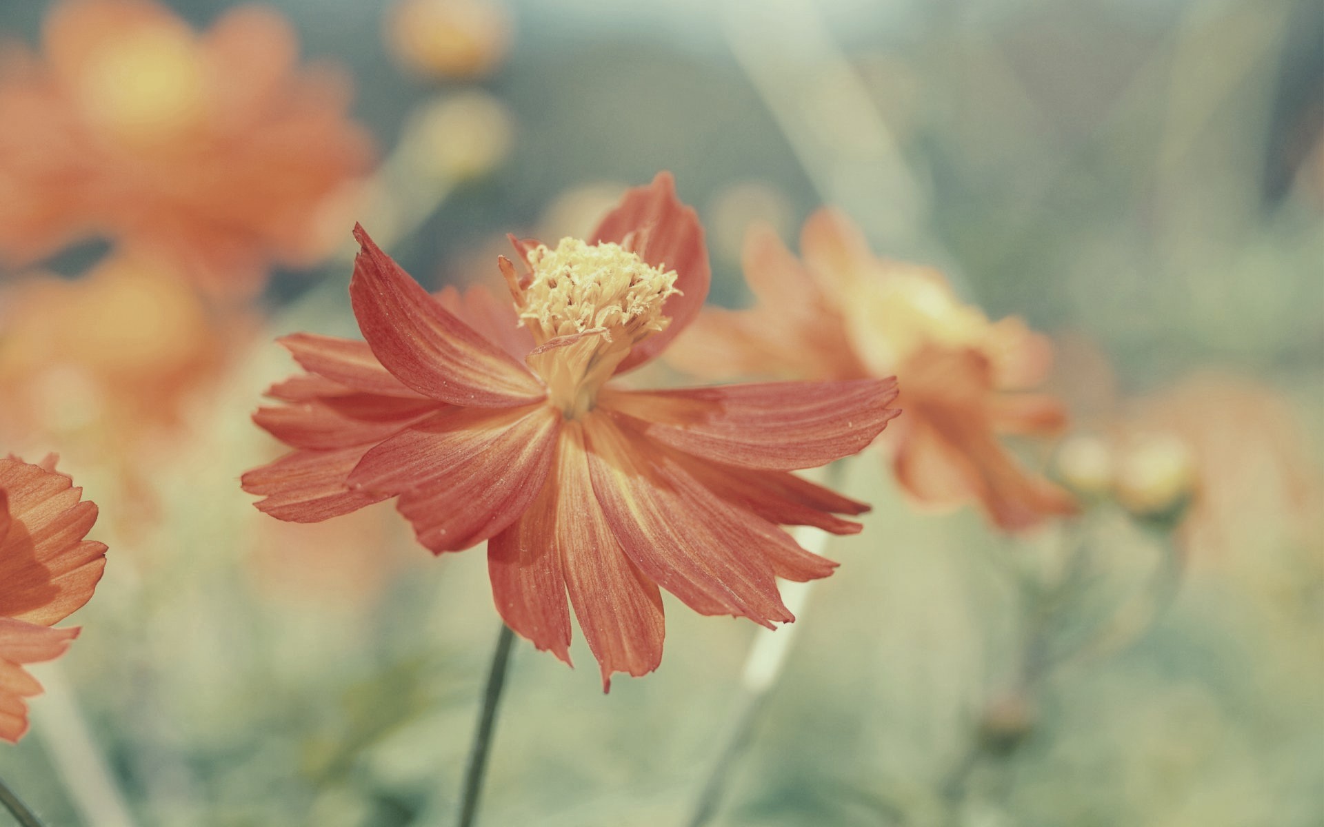 flowers, macro, red flowers, nature, HD Wallpaper