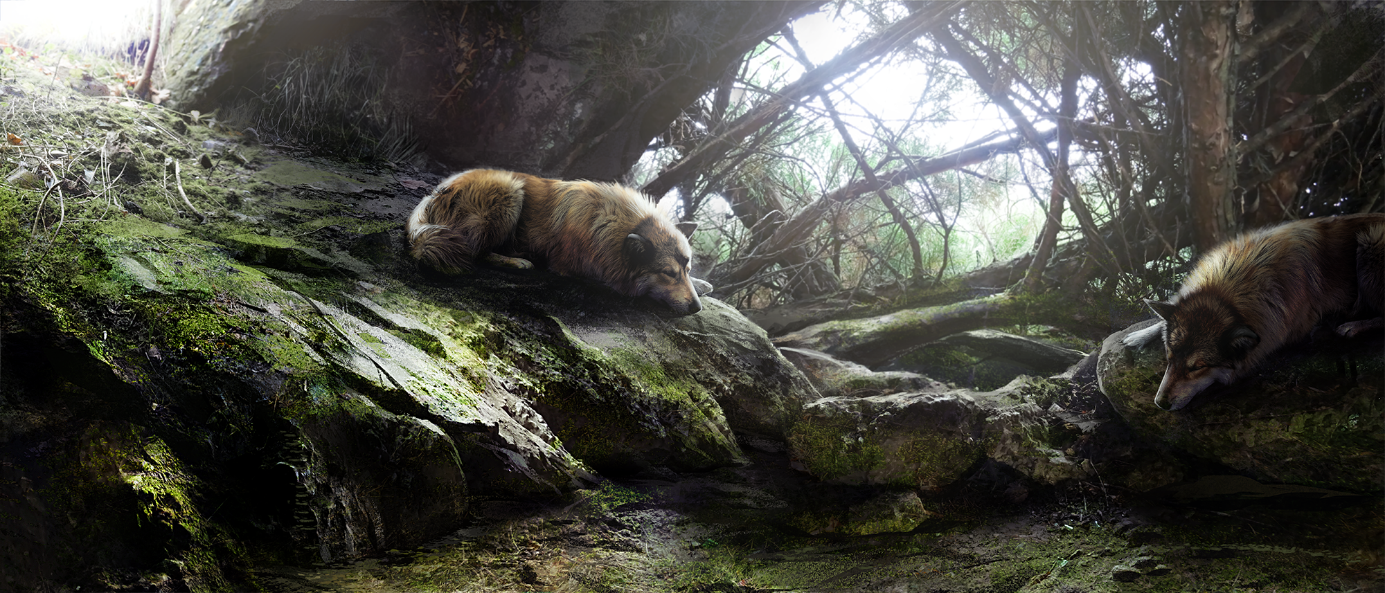 nature, wolf, sleeping, HD Wallpaper