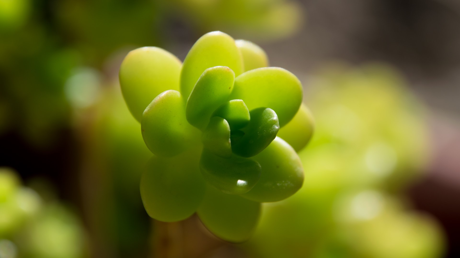 nature, plants, flowers, succulent, HD Wallpaper