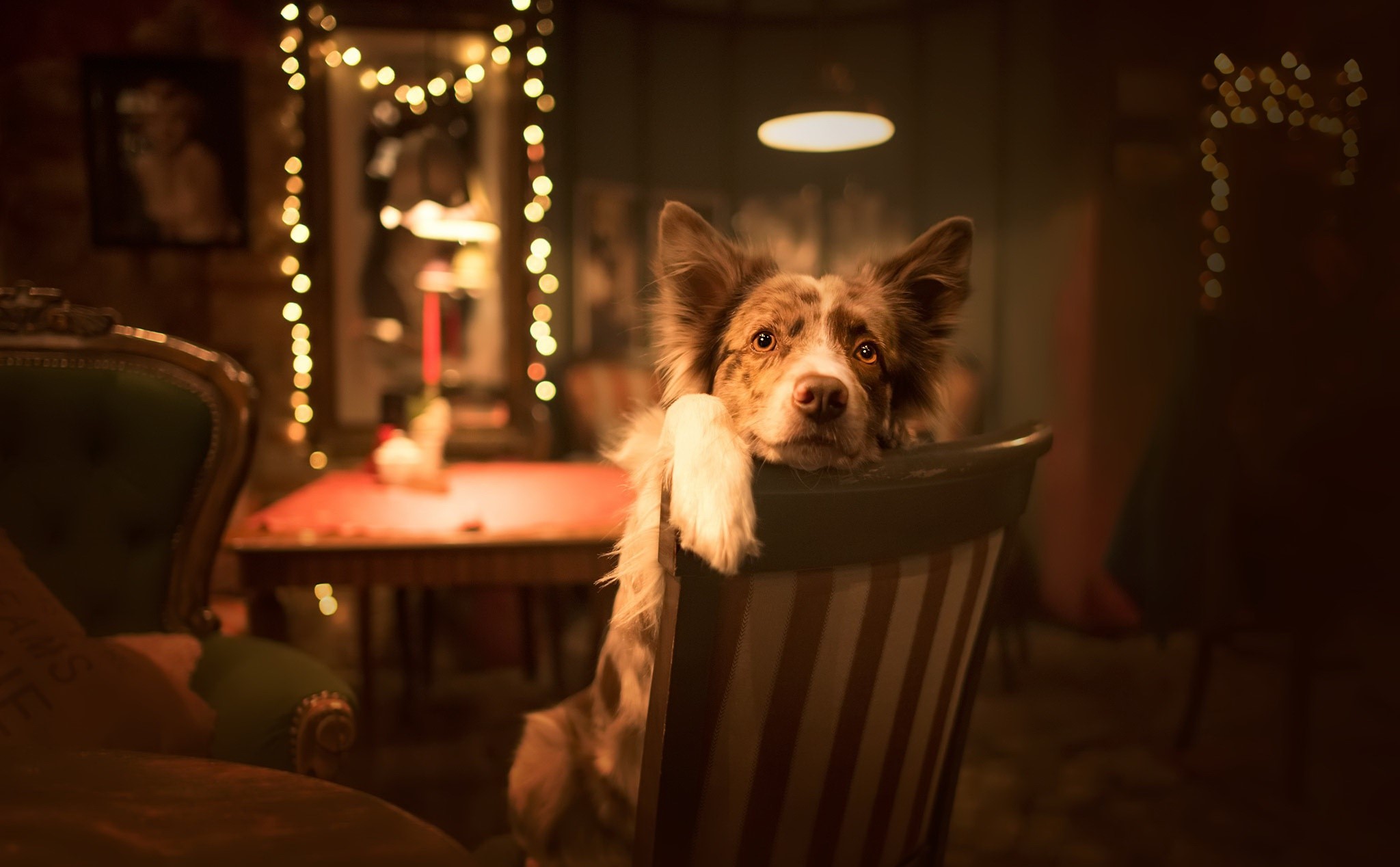 dog, animals, indoors, room, interior, HD Wallpaper