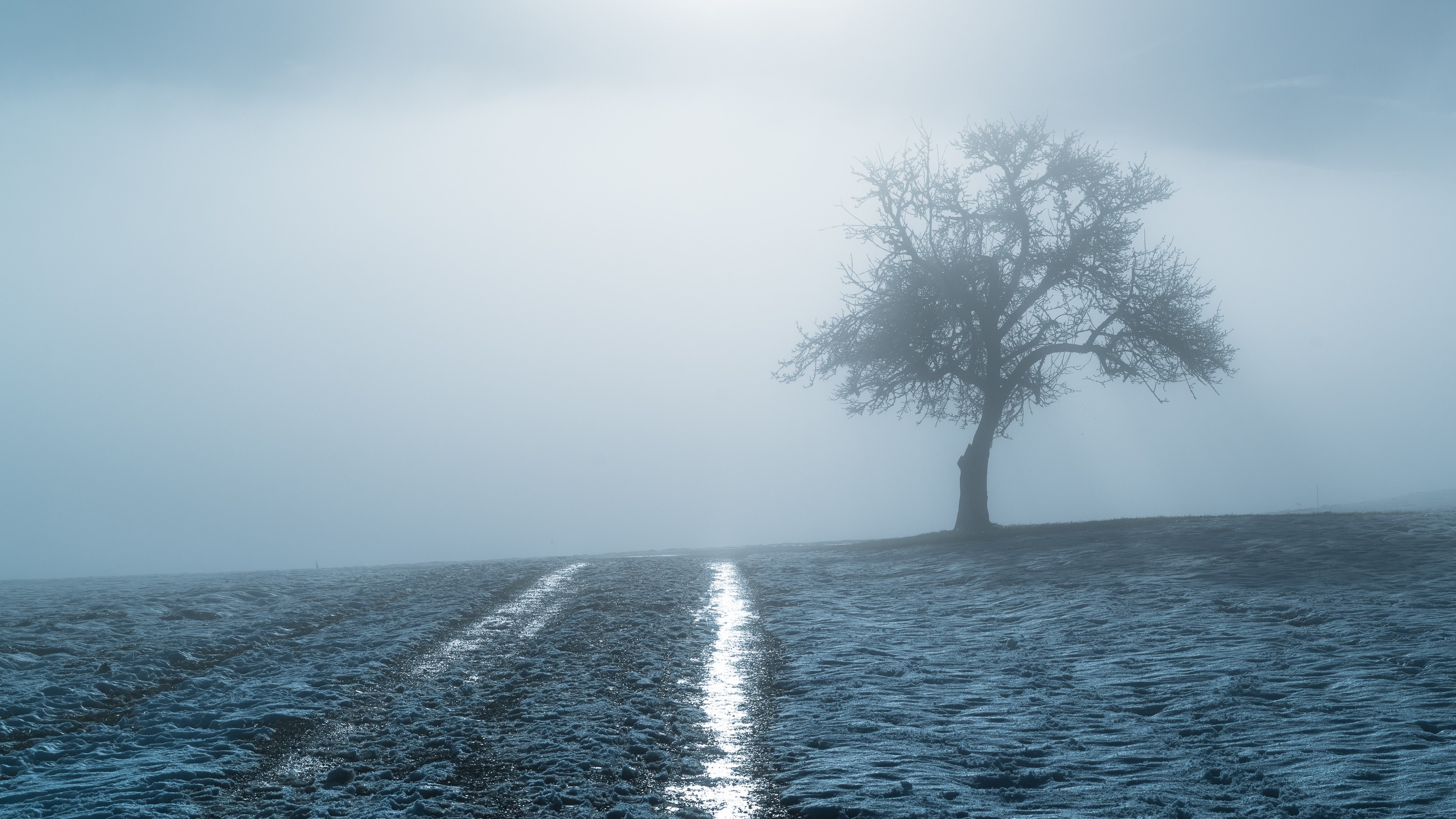landscape, trees, mist, HD Wallpaper