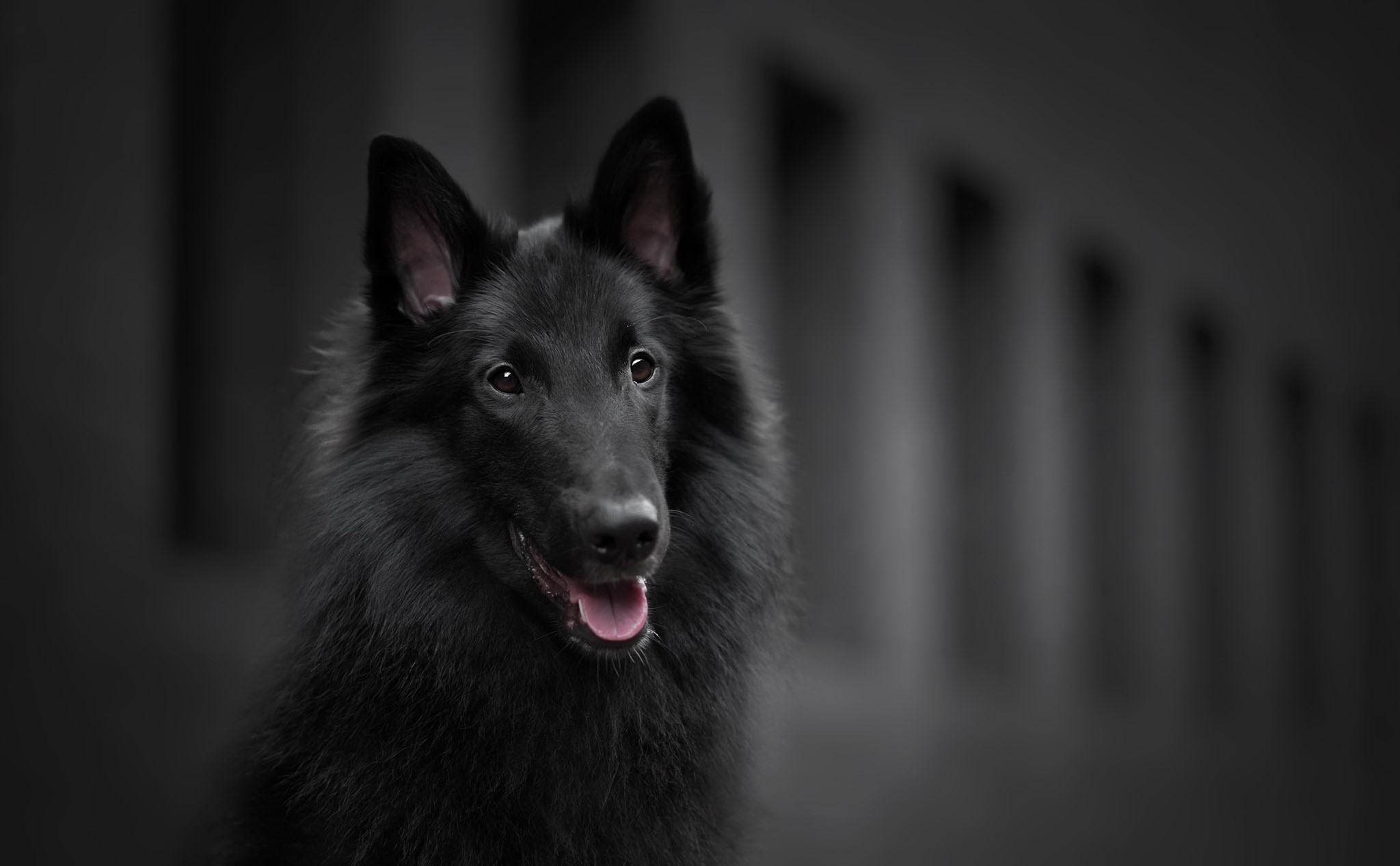 dog, animals, dark, black, HD Wallpaper