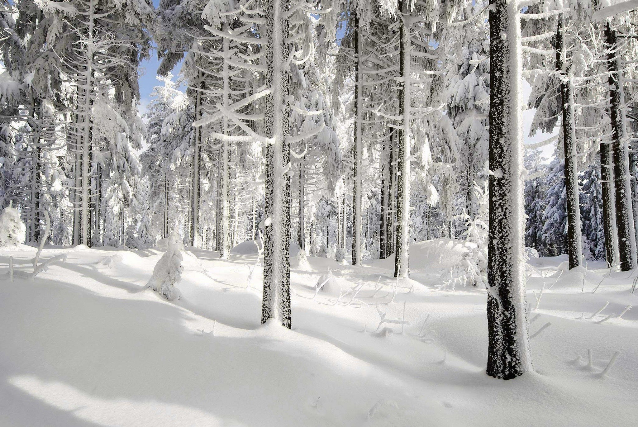 snow, ice, winter, nature, trees, forest, sunlight, white, HD Wallpaper