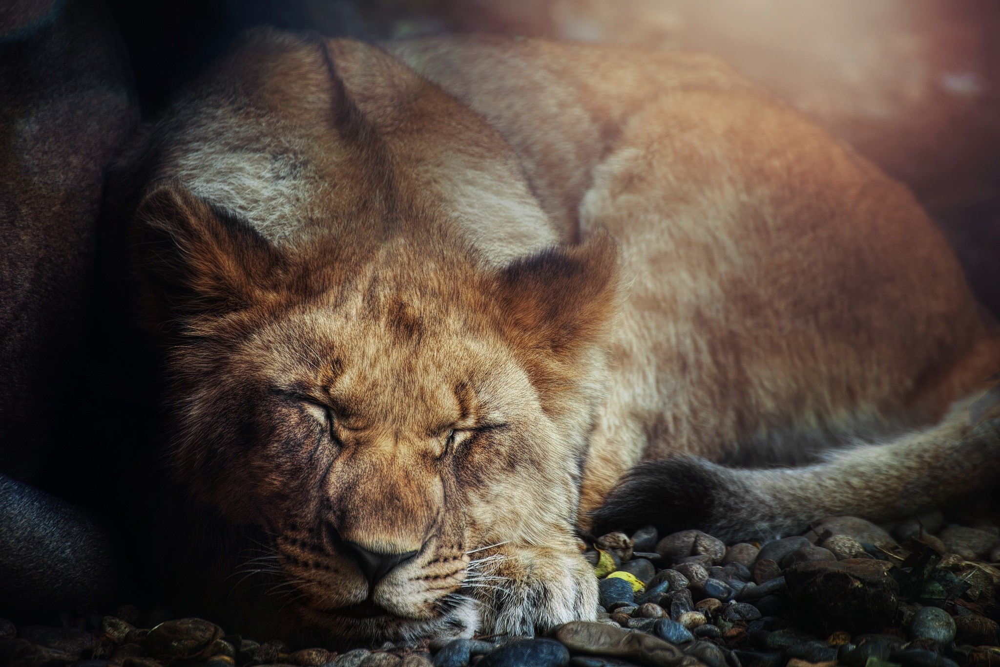 big cats, mammals, animals, HD Wallpaper