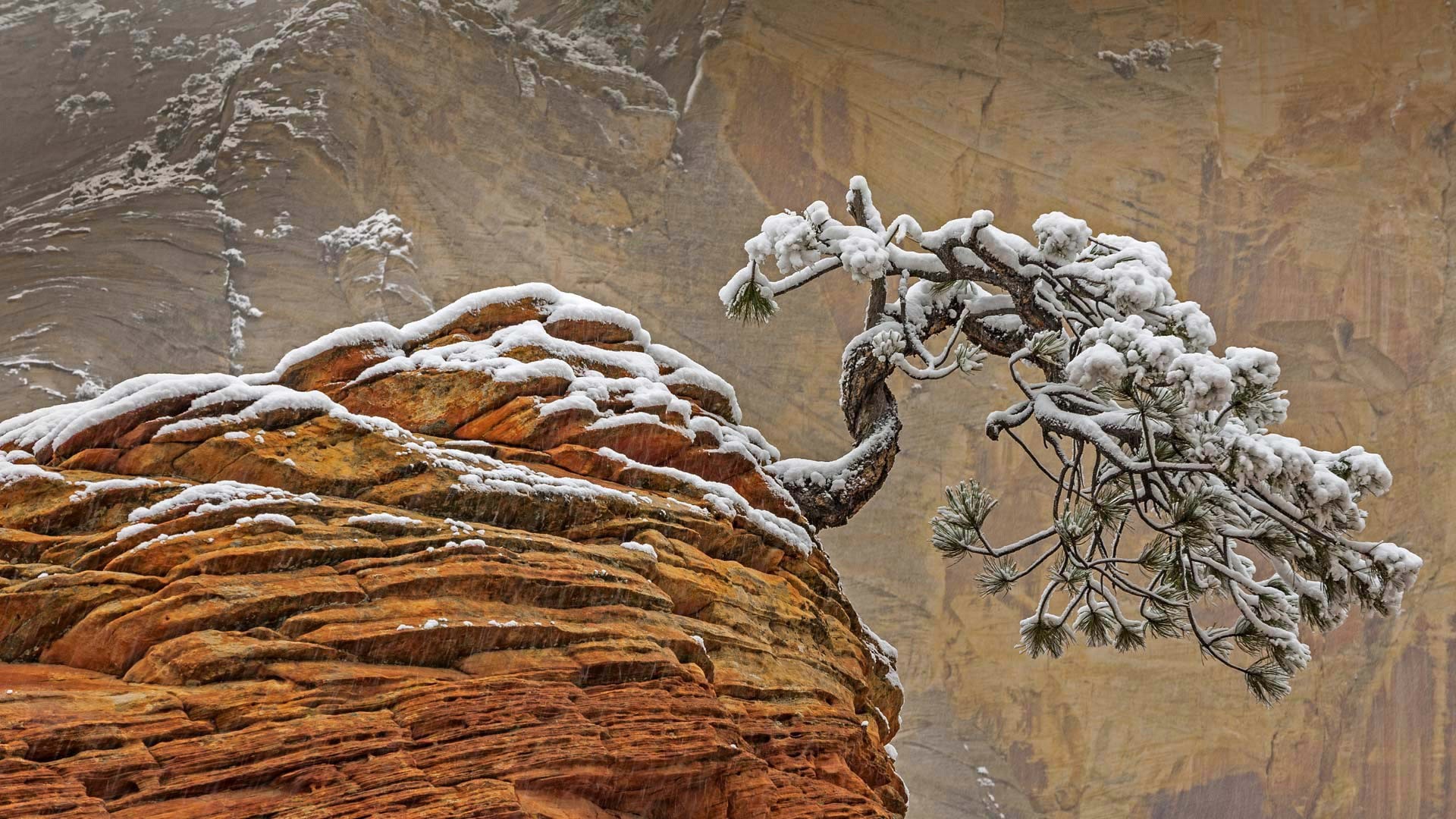rock, nature, snow, trees, pine trees, winter, HD Wallpaper