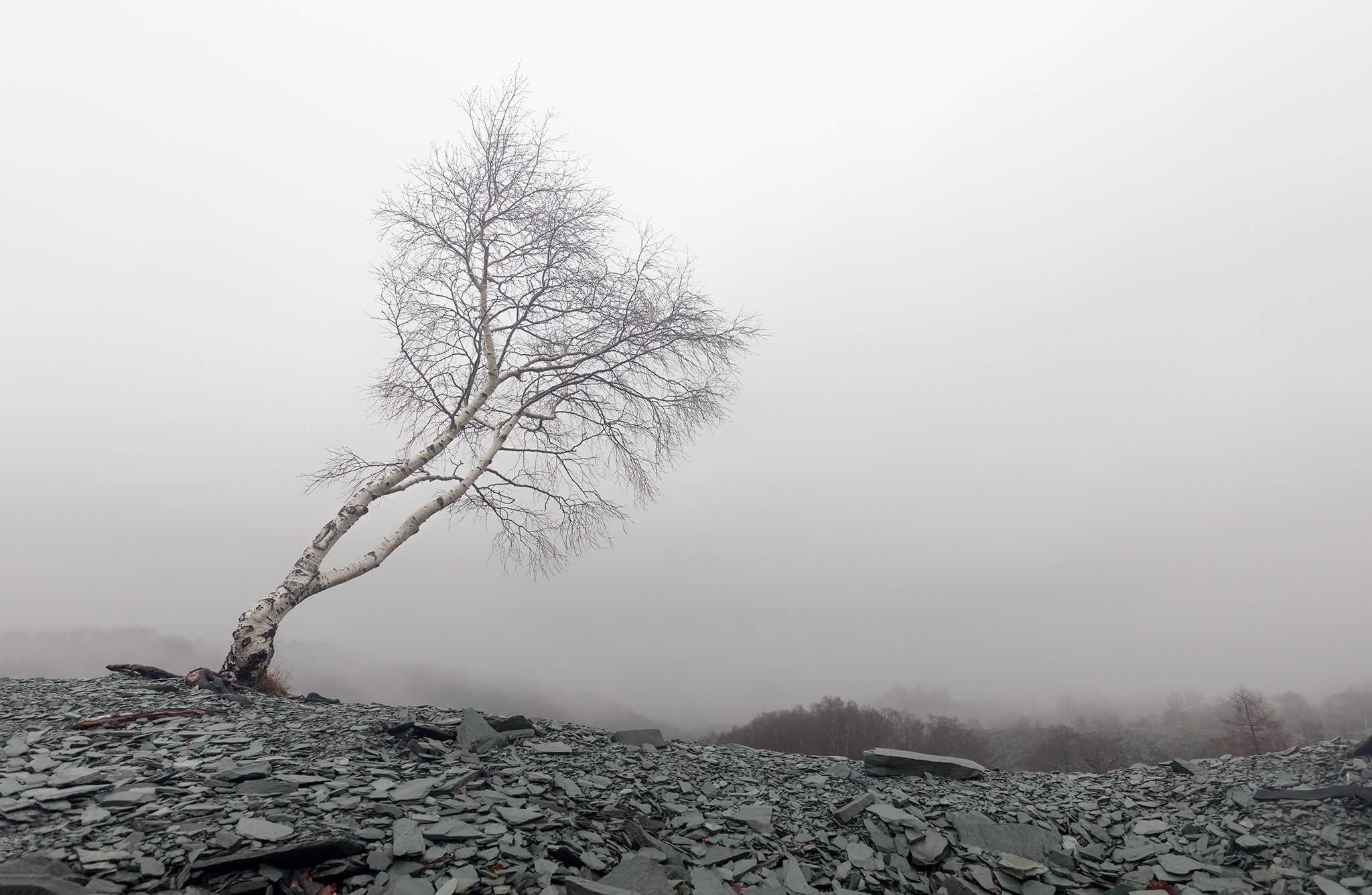 mist, nature, landscape, trees, HD Wallpaper