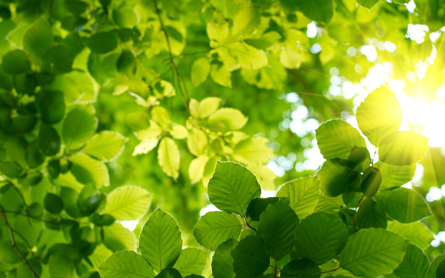 nature, leaves, summer, HD Wallpaper