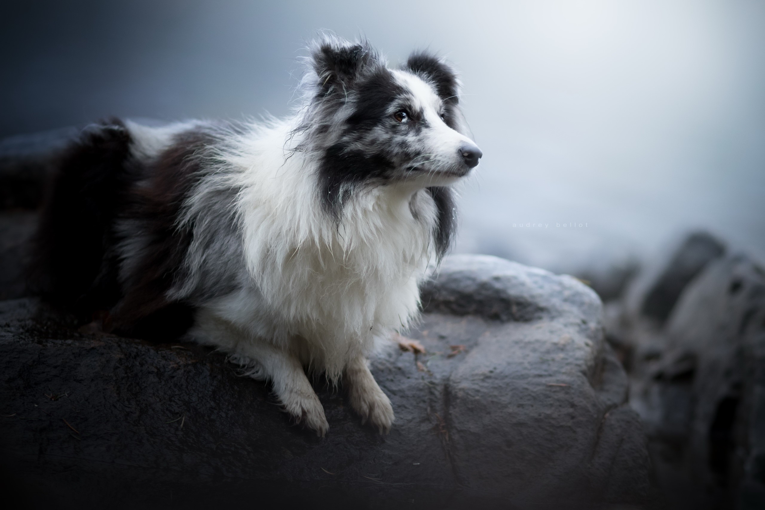 dog, animals, rock, outdoors, HD Wallpaper