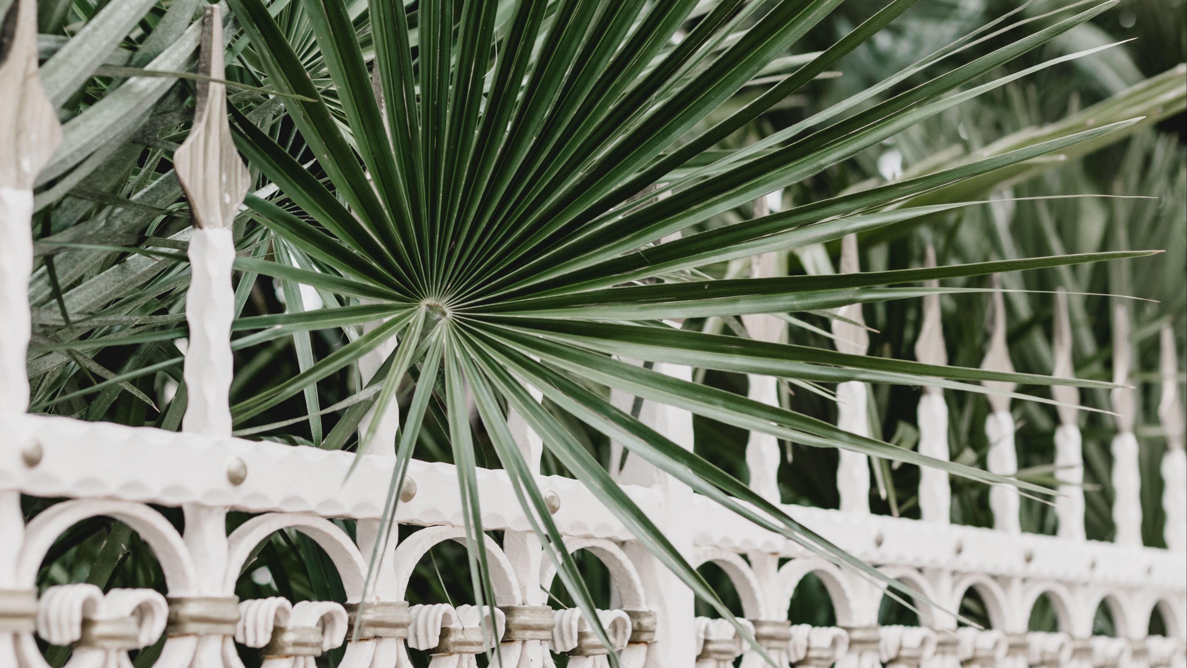 palm, branches, fence, forged, metal, 4k, HD Wallpaper