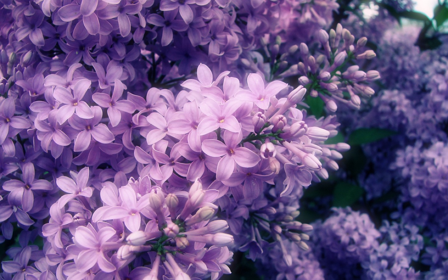 flowers, nature, petals, spring, purple flower, violet, HD Wallpaper