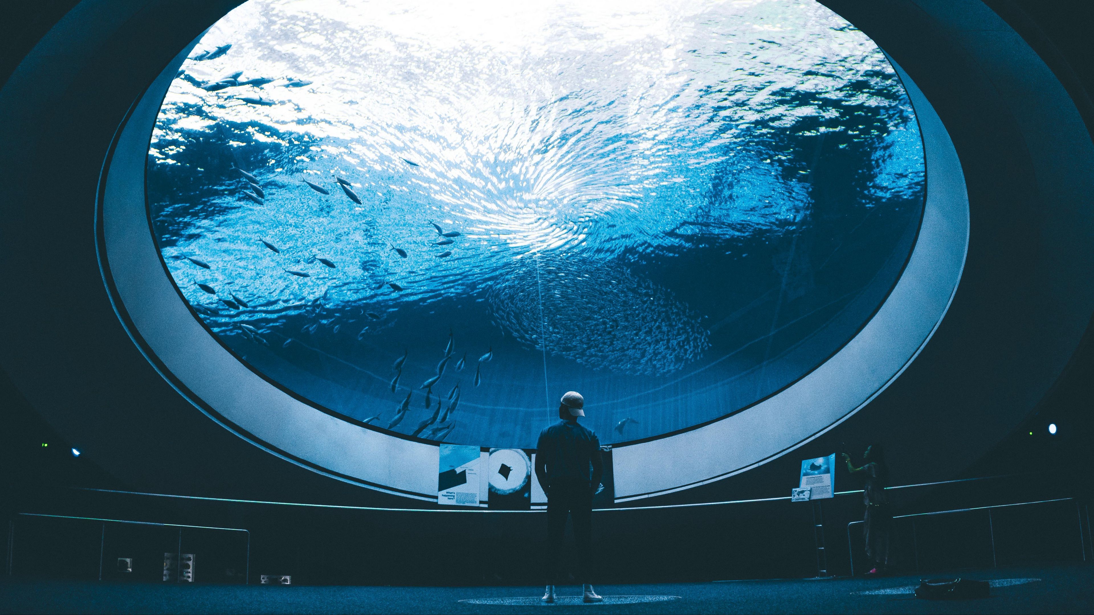 aquarium, man, room, water, fish, 4k, HD Wallpaper