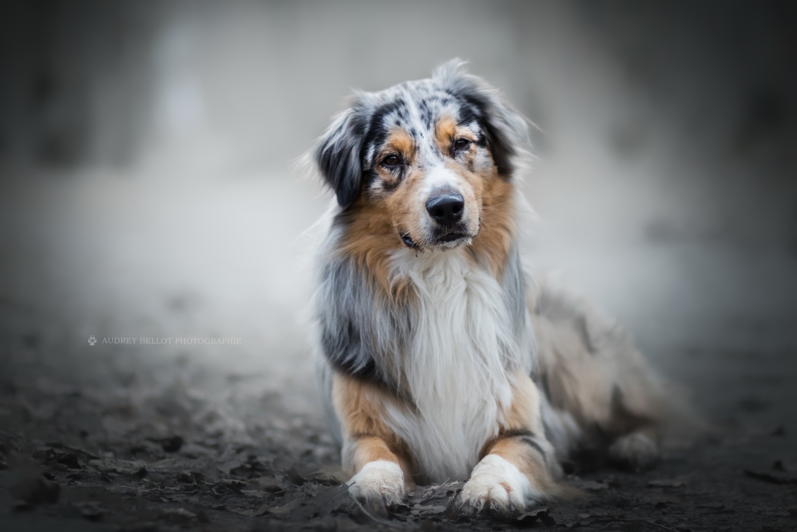 dog, animals, outdoors, blurred, HD Wallpaper