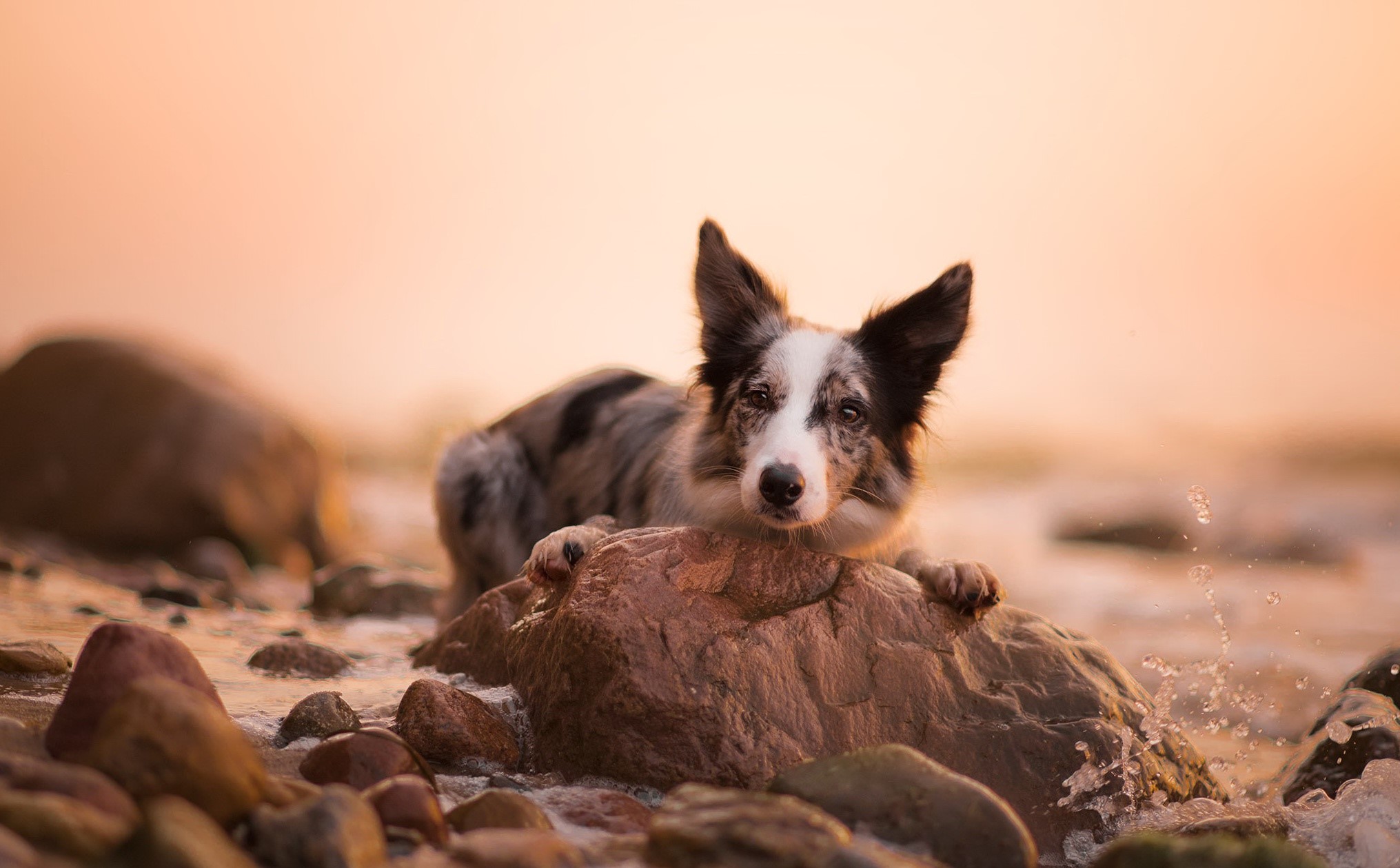 dog, nature, animals, Border Collie, HD Wallpaper