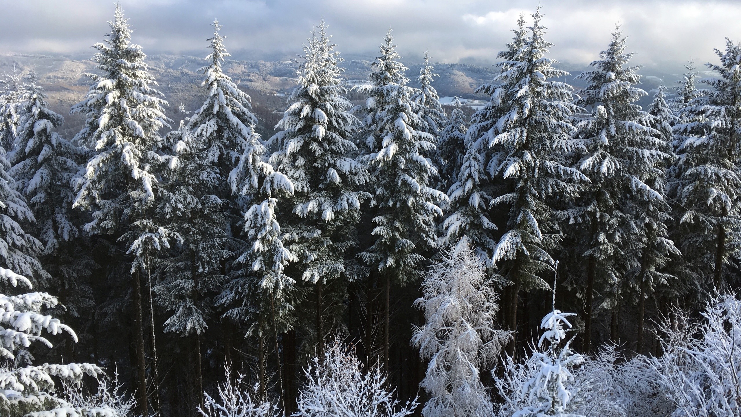 trees, winter, snow, landscape, nature, clouds, HD Wallpaper