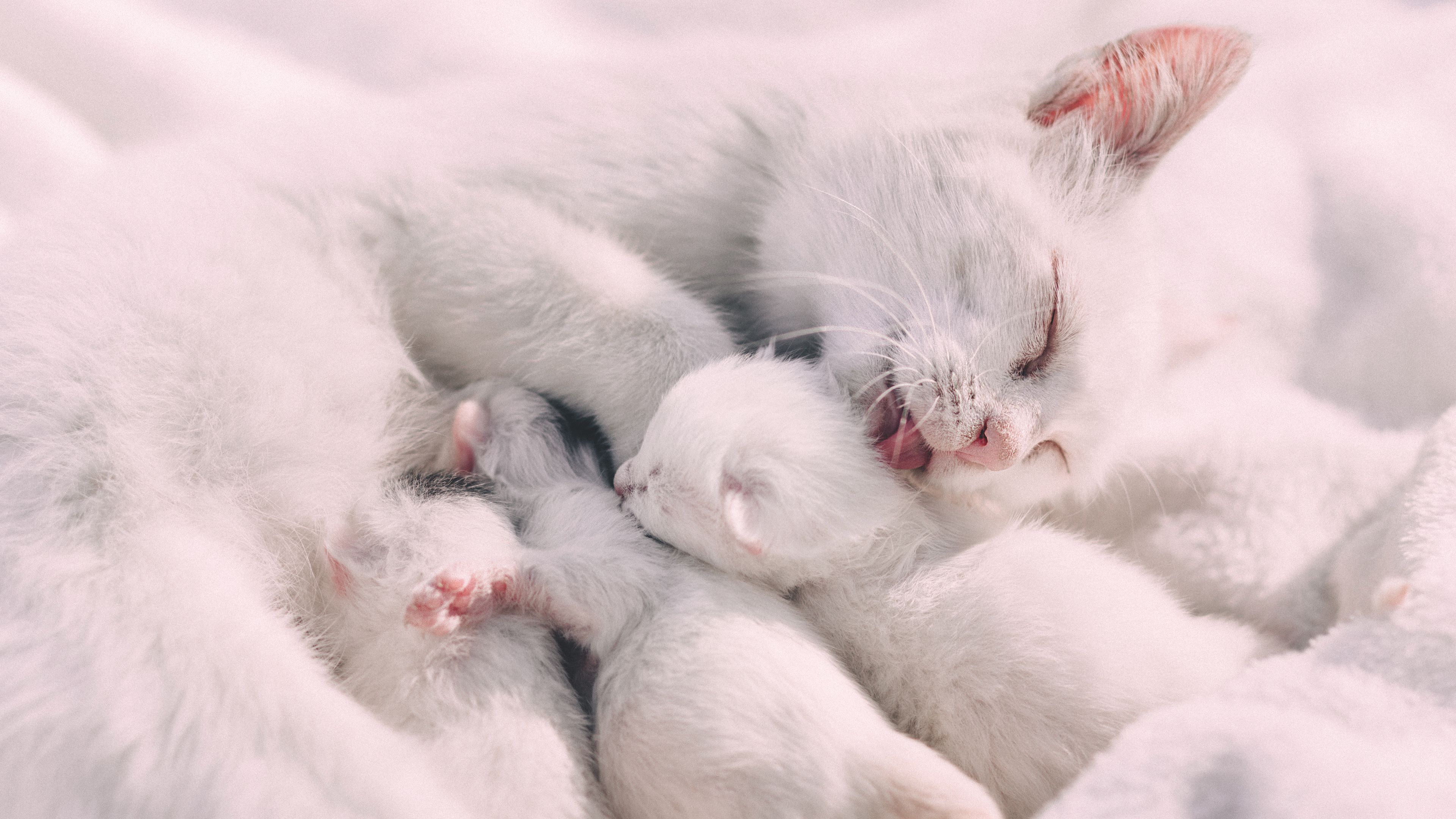cat, kittens, family, care, tenderness, 4k, HD Wallpaper