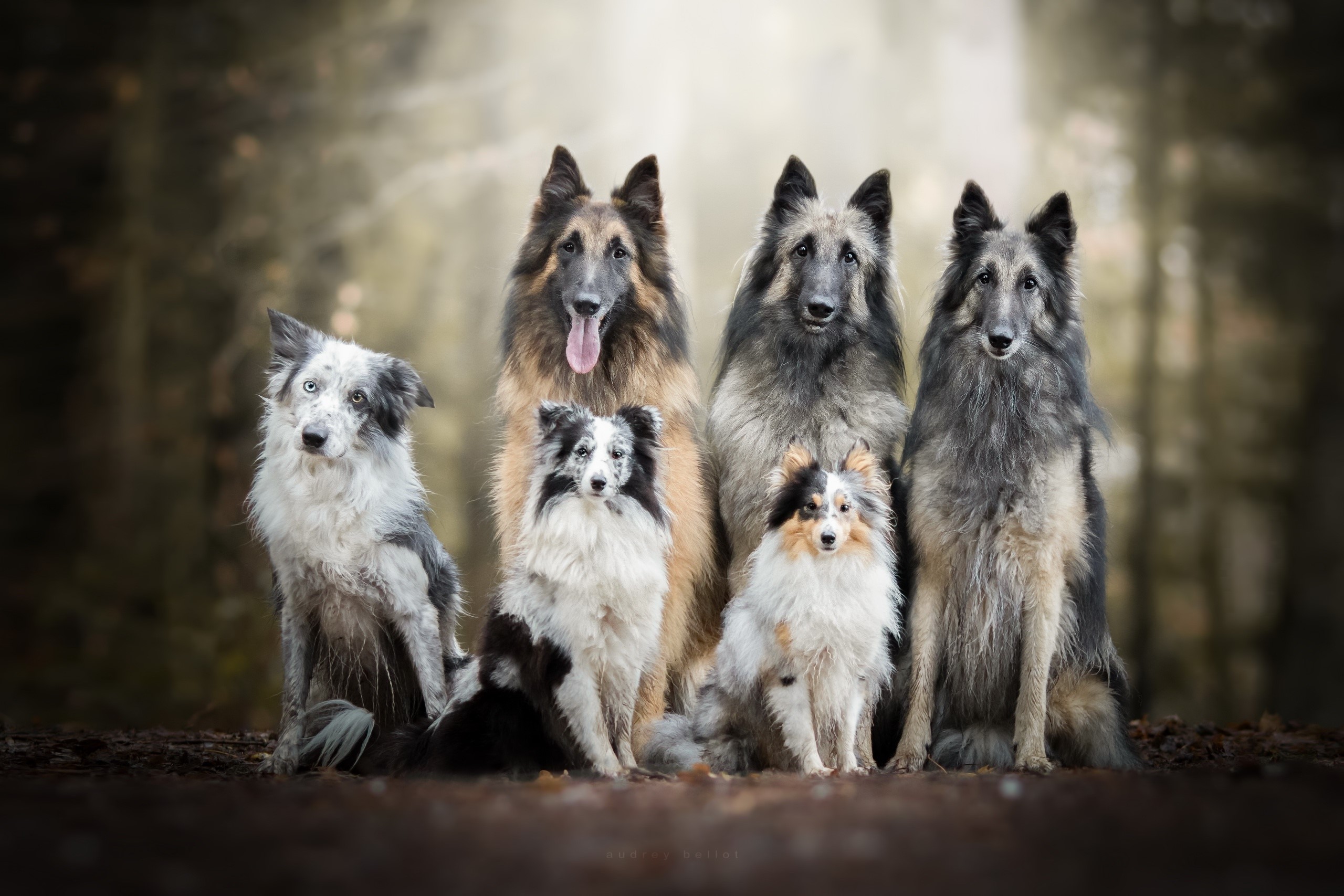 dog, animals, outdoors, tongue out, HD Wallpaper