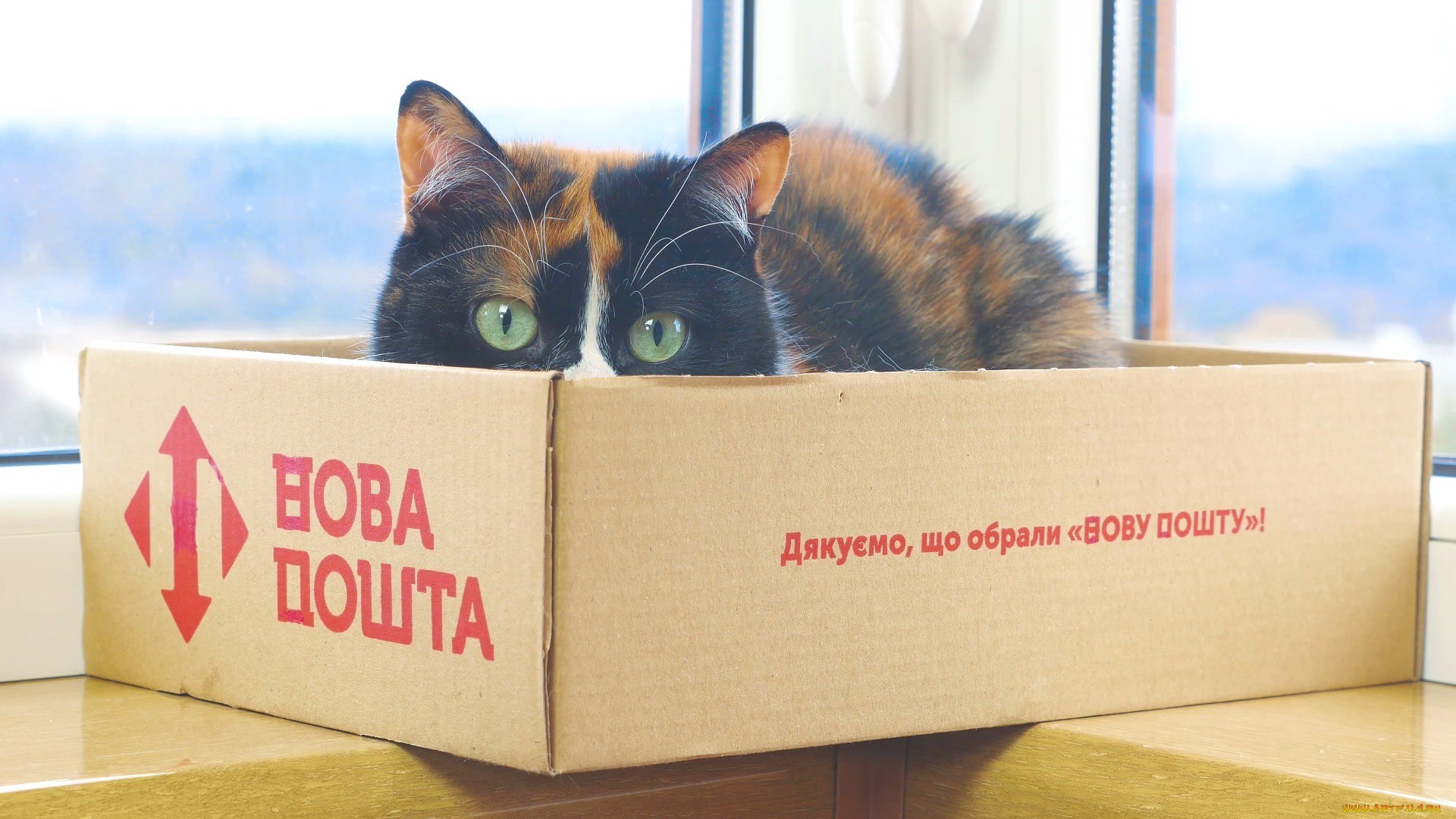 boxes, cats, animals, HD Wallpaper