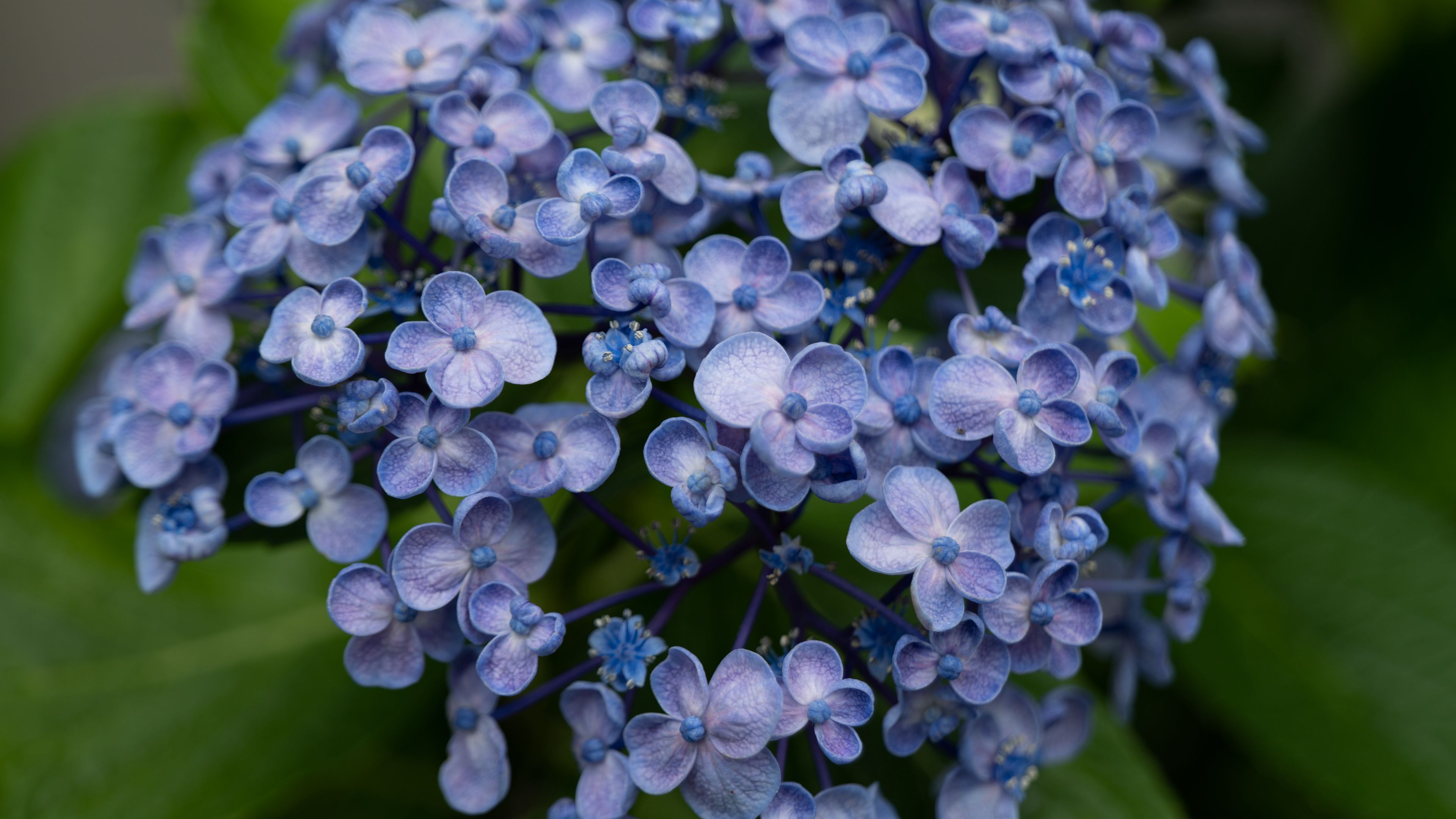lilac, flowers, inflorescence, plant, bloom, 4k, HD Wallpaper