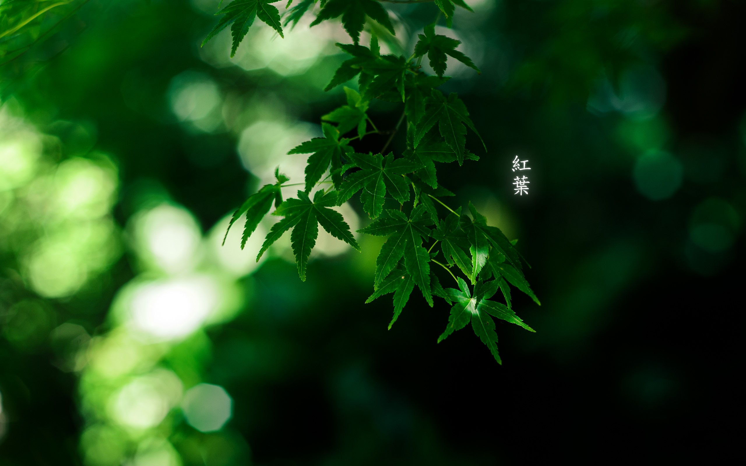 plants, leaves, bokeh, HD Wallpaper