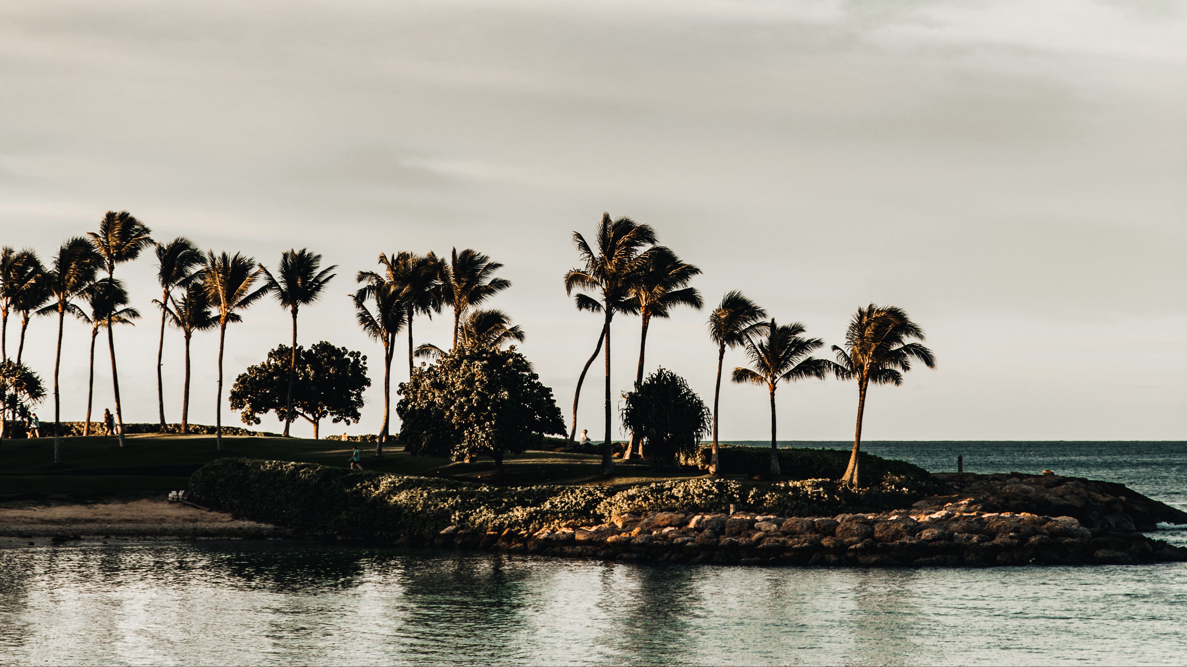 coast, sea, palm trees, trees, landscape, 4k, HD Wallpaper