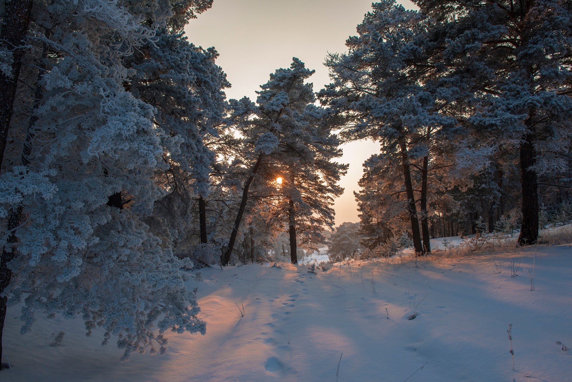 sunlight, nature, trees, winter, snow, HD Wallpaper