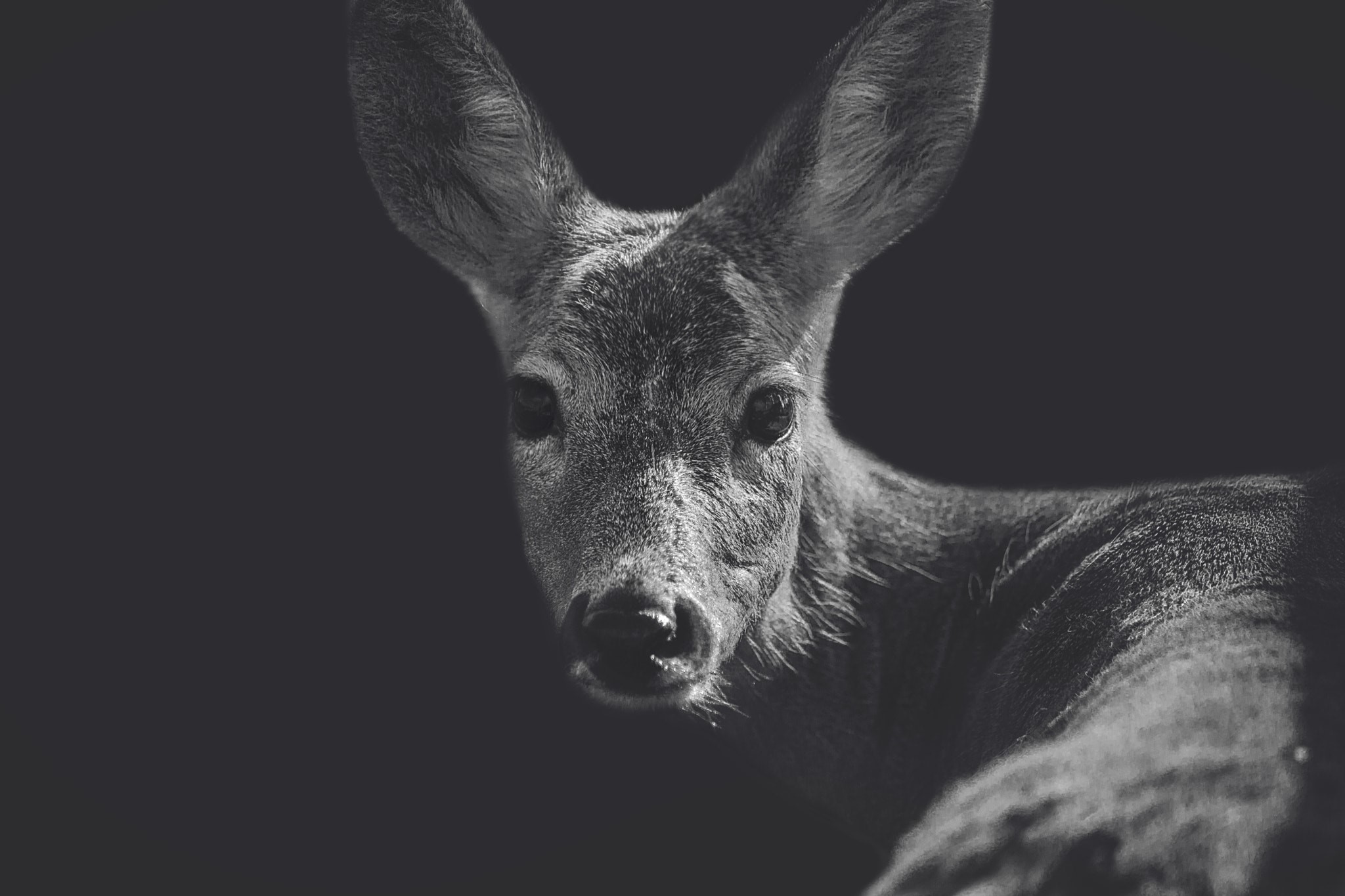 animals, deer, closeup, monochrome, HD Wallpaper