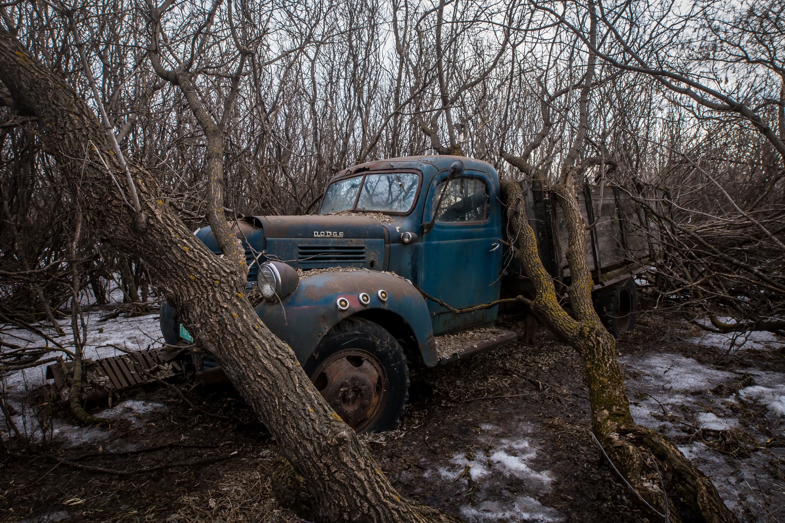 trees, winter, car, vehicle, wreck, HD Wallpaper