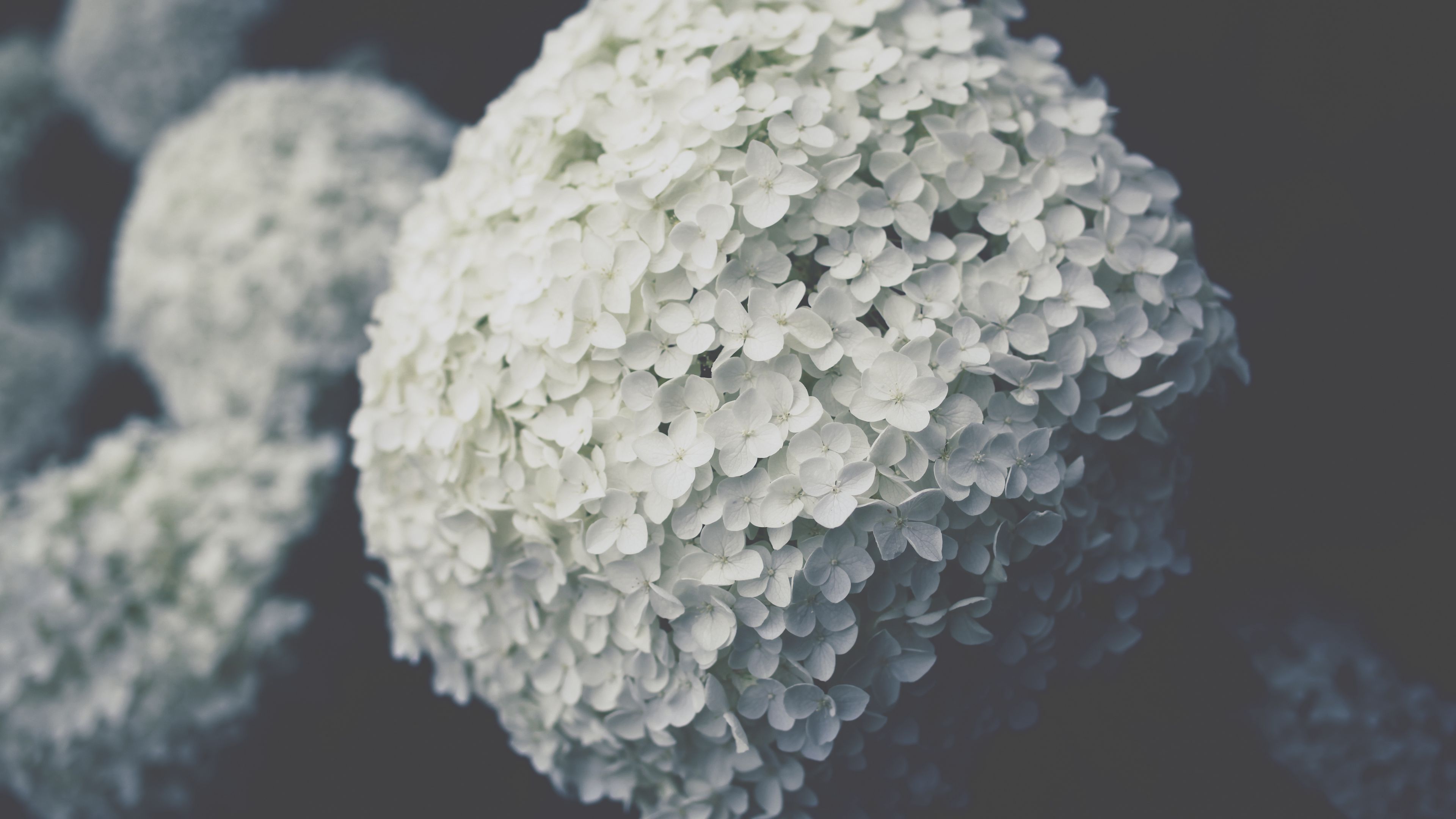 flowers, inflorescence, white, bloom, plant, 4k, HD Wallpaper
