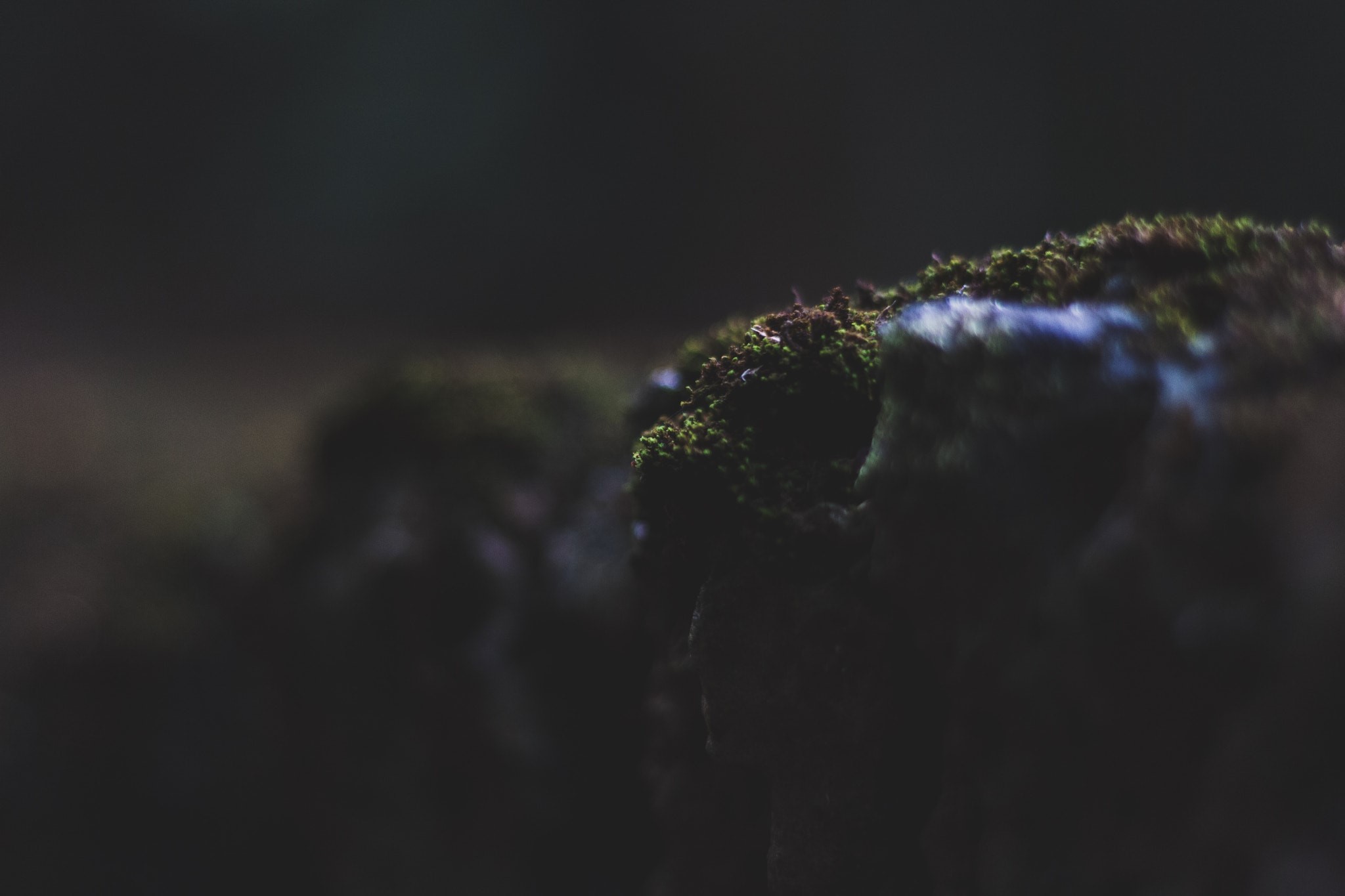 landscape, moss, closeup, macro, depth of field, HD Wallpaper