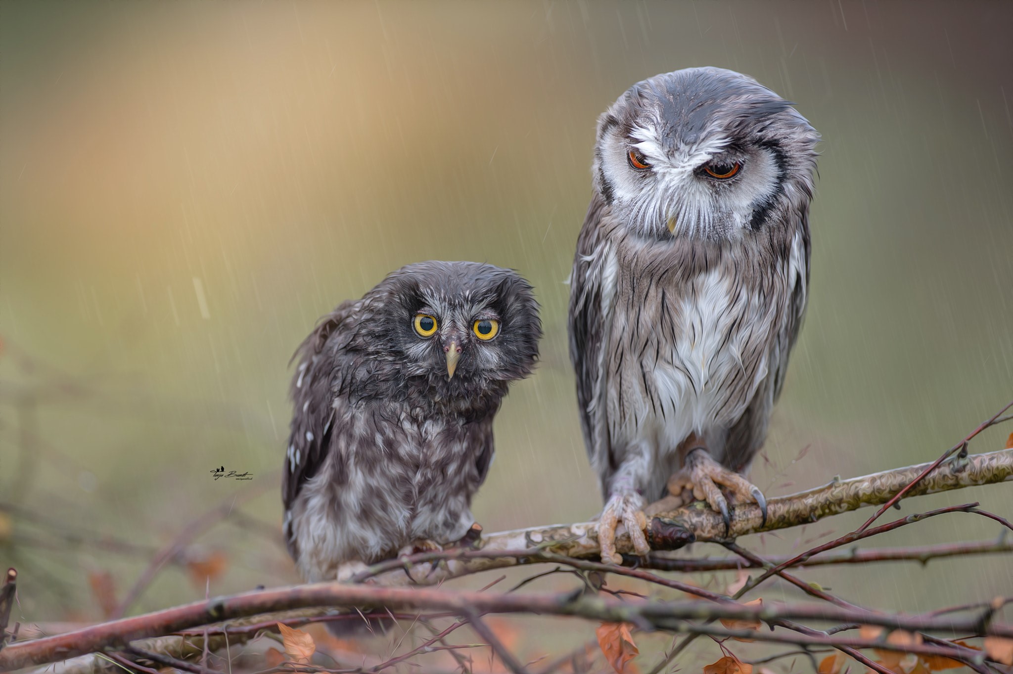animals, Tanja Brandt, owl, rain, HD Wallpaper