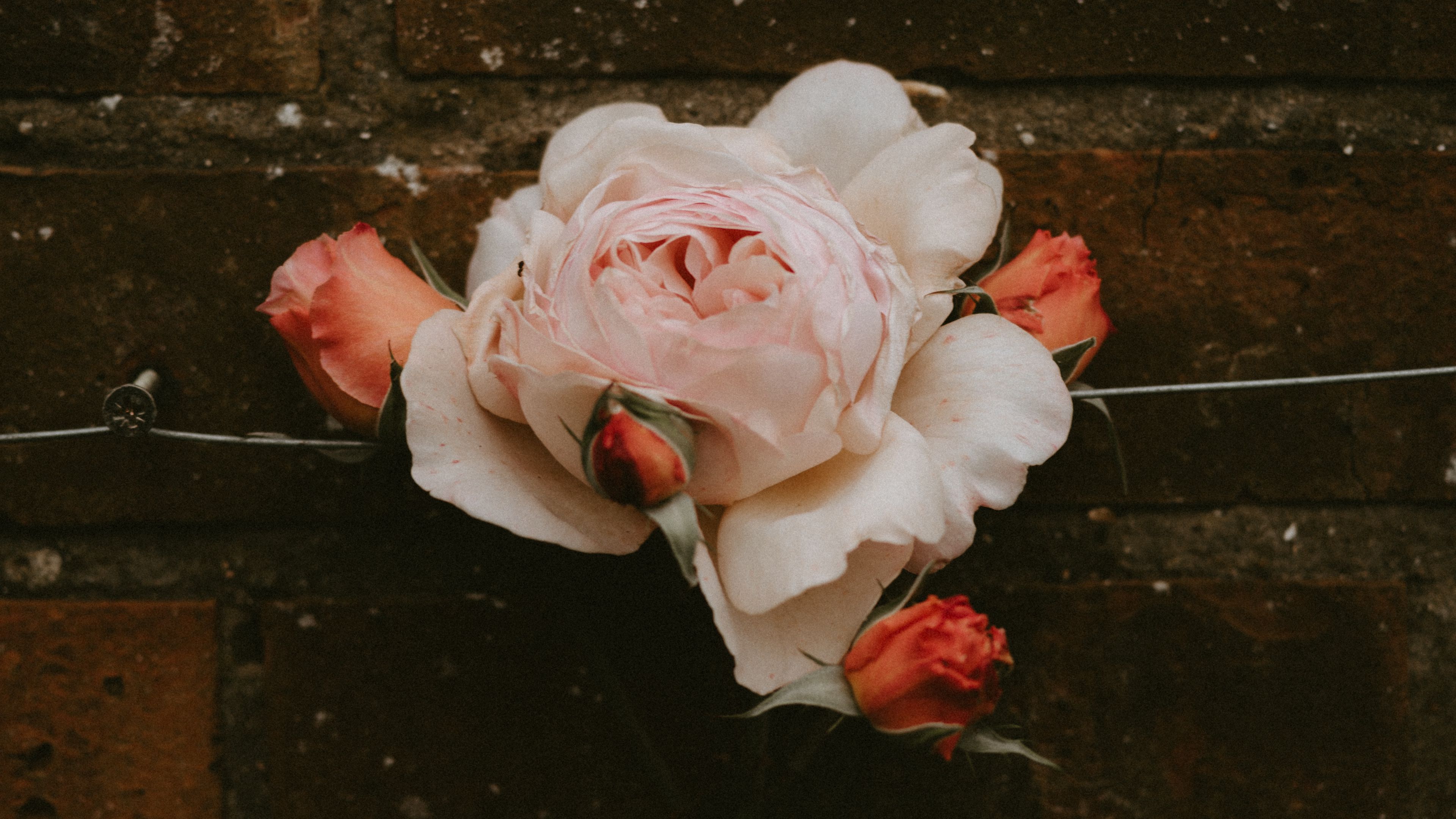 rose, flower, buds, pink, bloom, wall, brick, 4k, HD Wallpaper