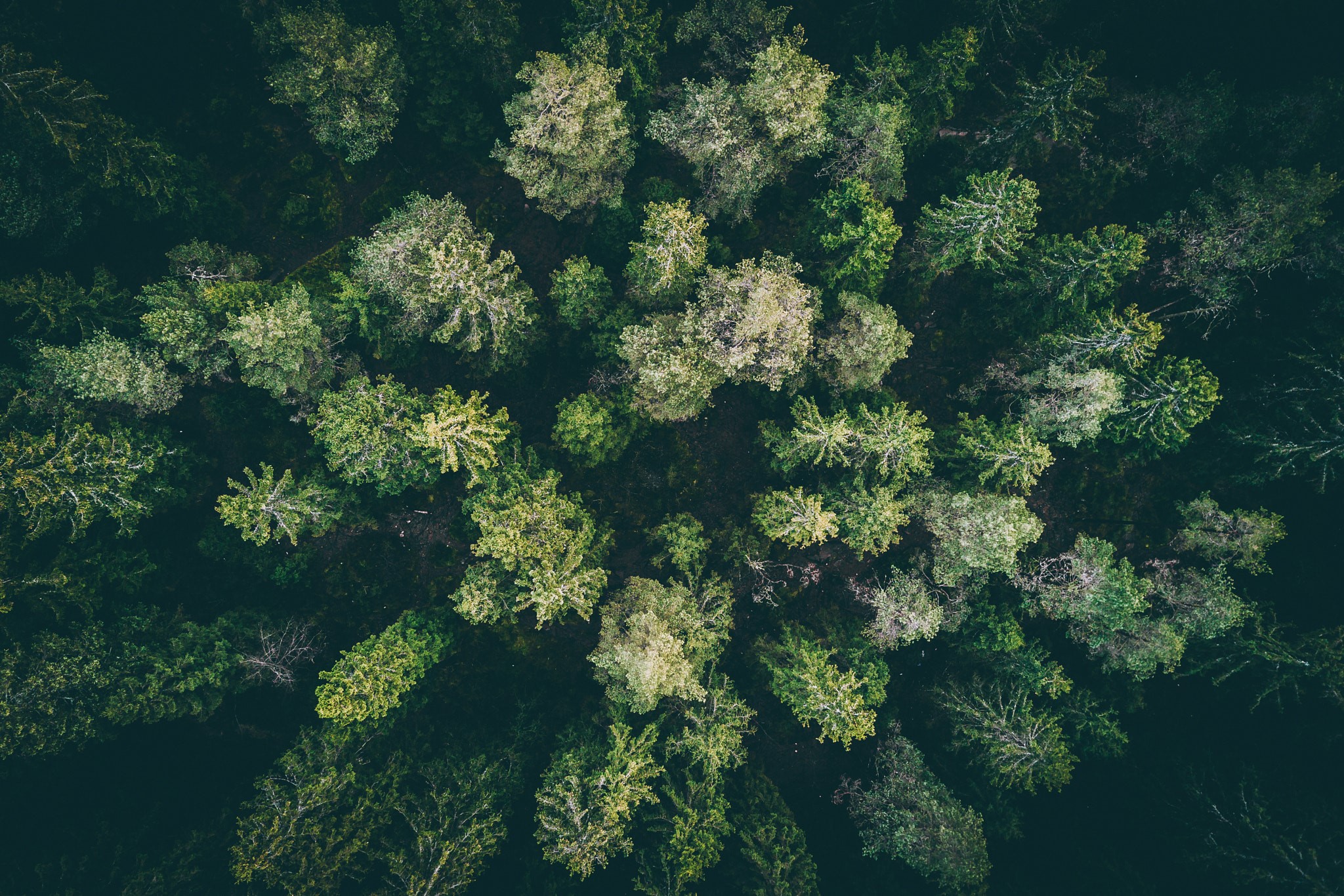 landscape, wood, forest, drone photo, HD Wallpaper
