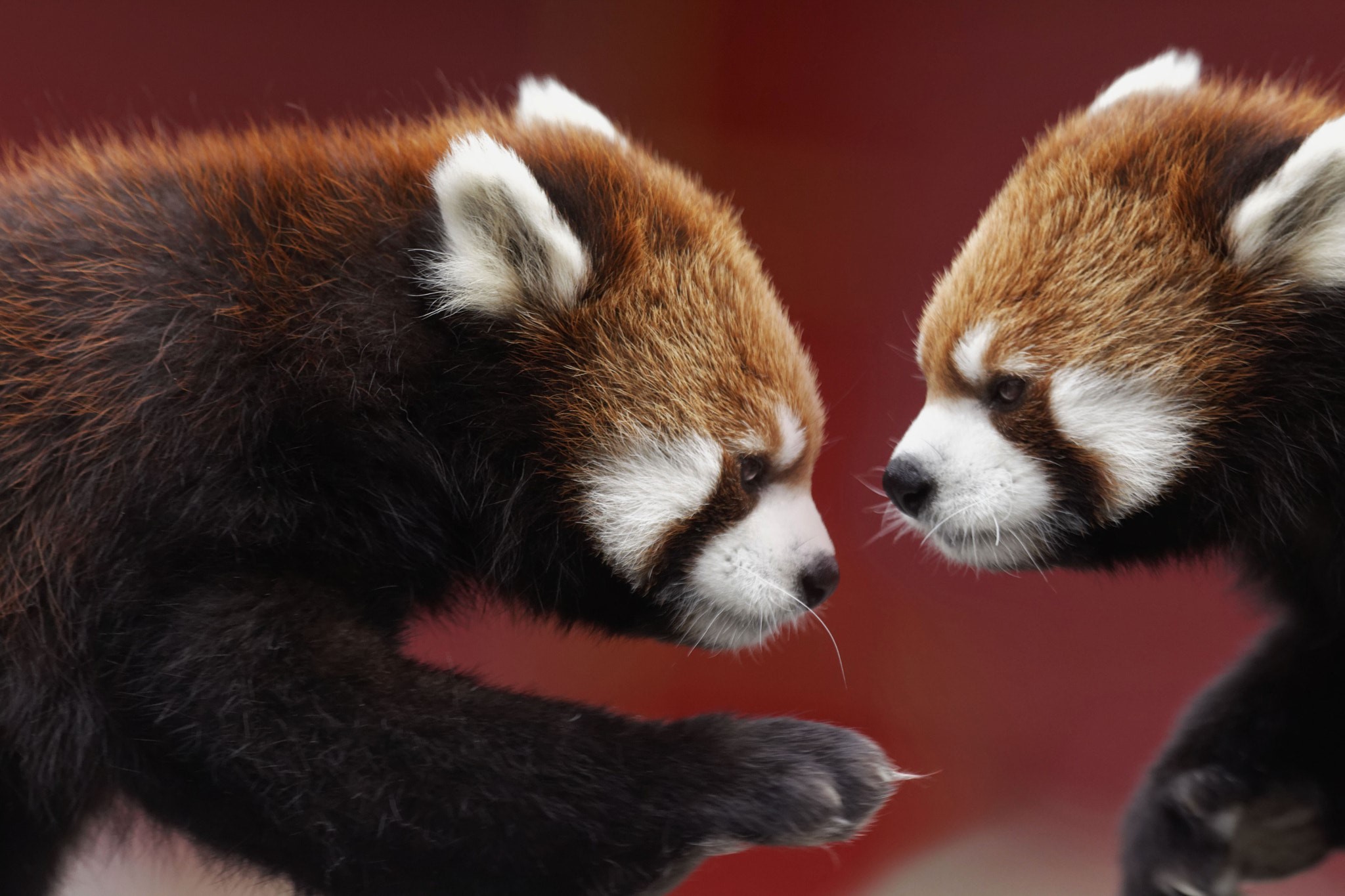 animals, Andre Villeneuve, red panda, closeup, HD Wallpaper