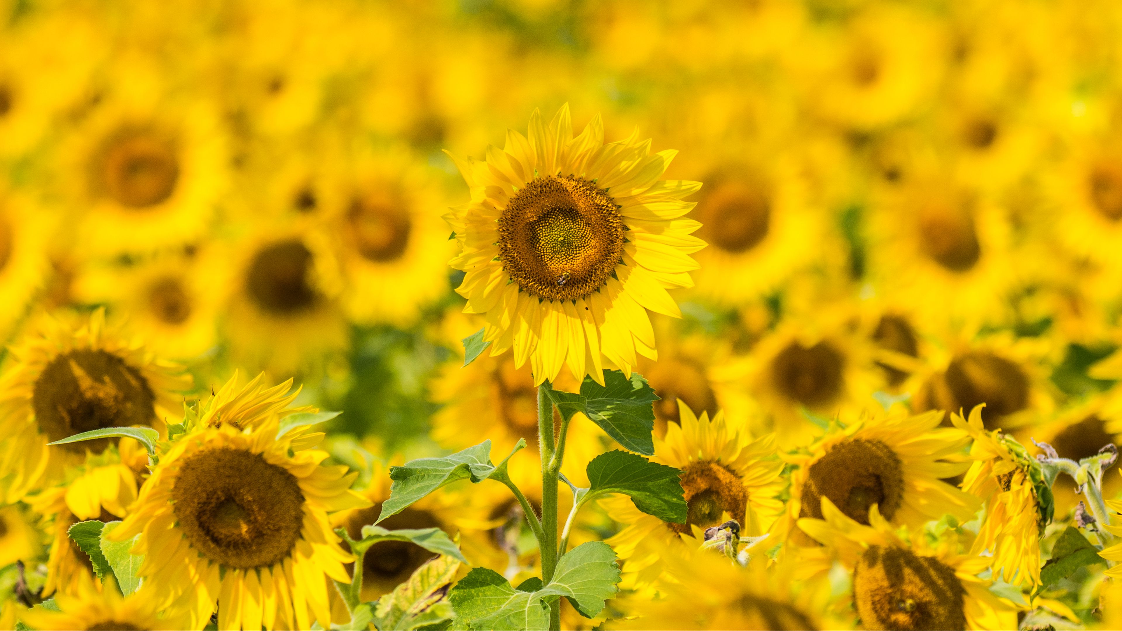 sunflowers, flowers, yellow, field, bloom, 4k, HD Wallpaper