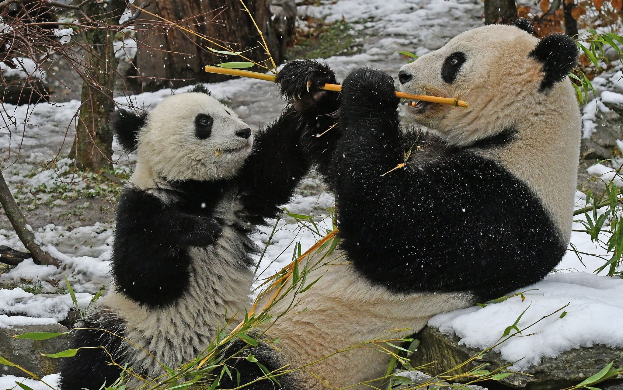 food, bamboo, bears, snow, panda, HD Wallpaper