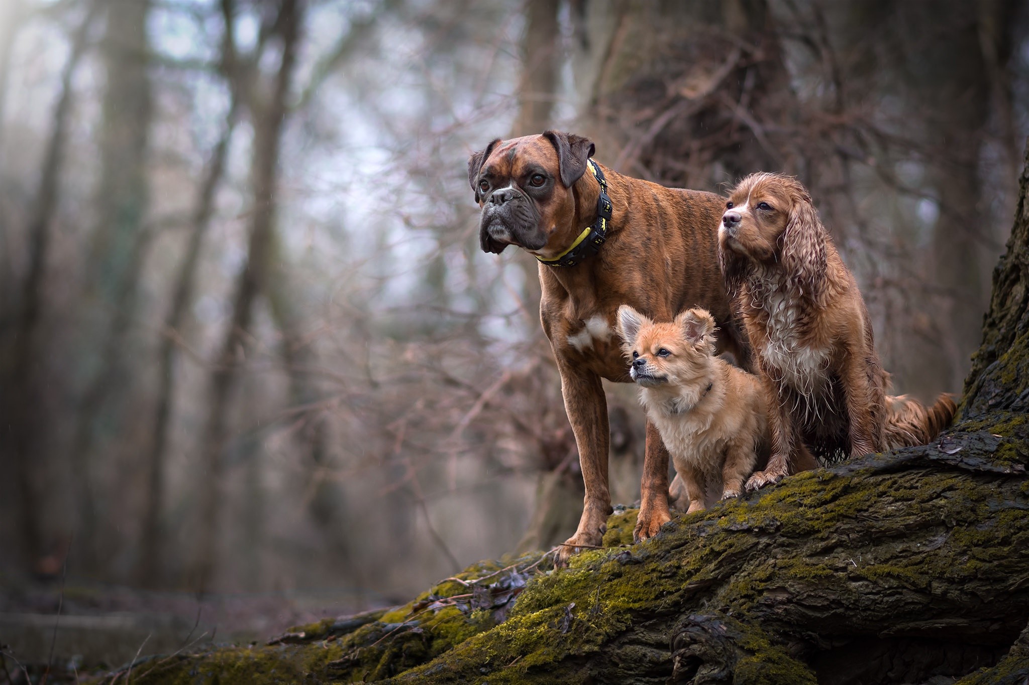 nature, dog, animals, HD Wallpaper