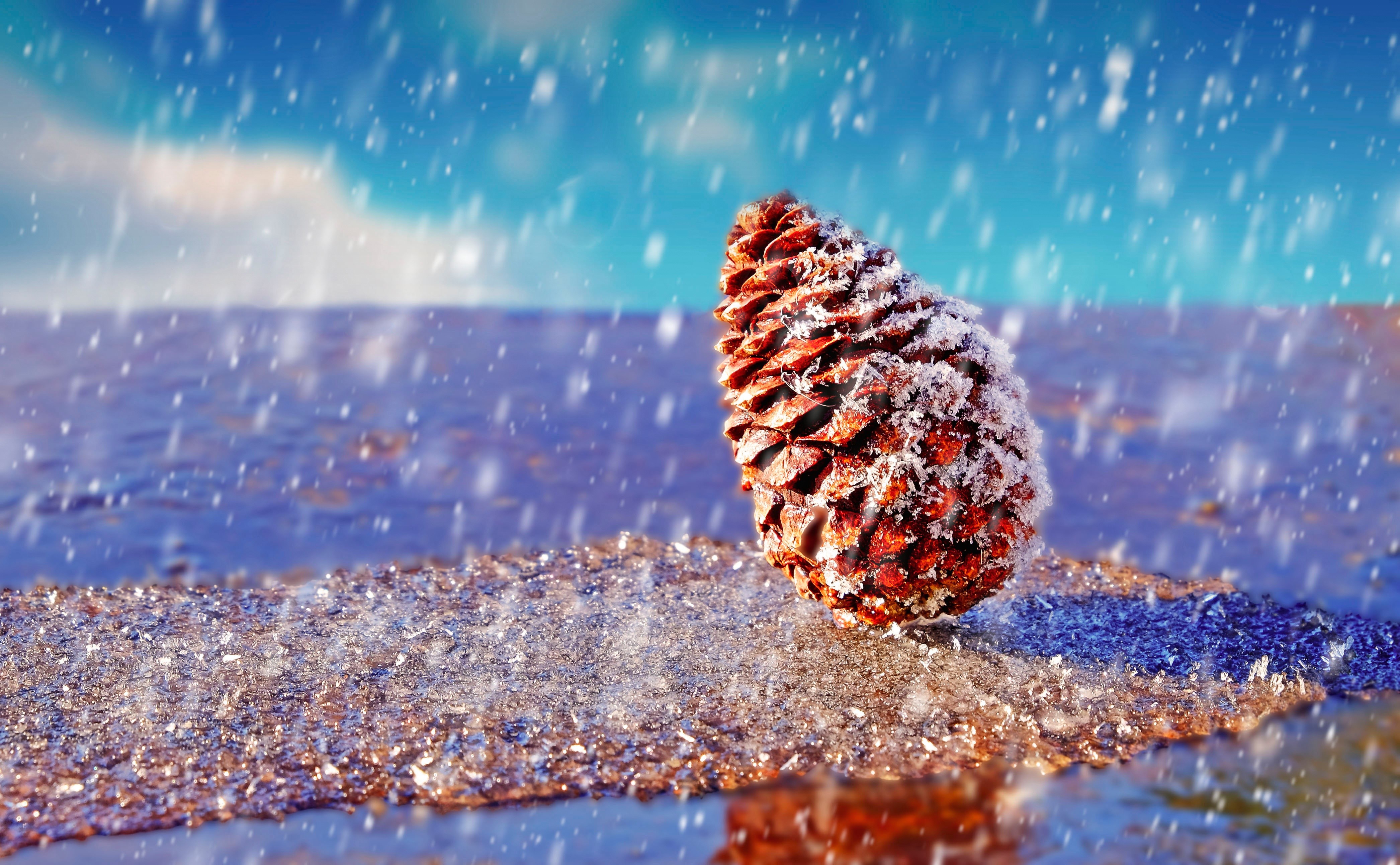 snow, pine cones, rain, water drops, HD Wallpaper