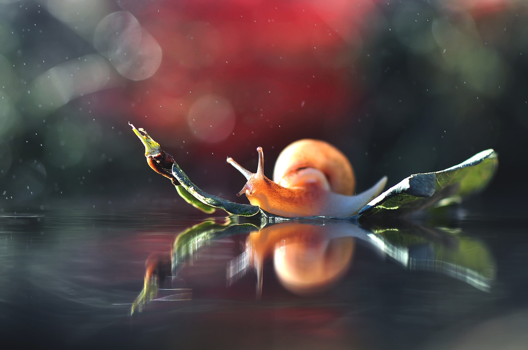macro, animals, snail, HD Wallpaper