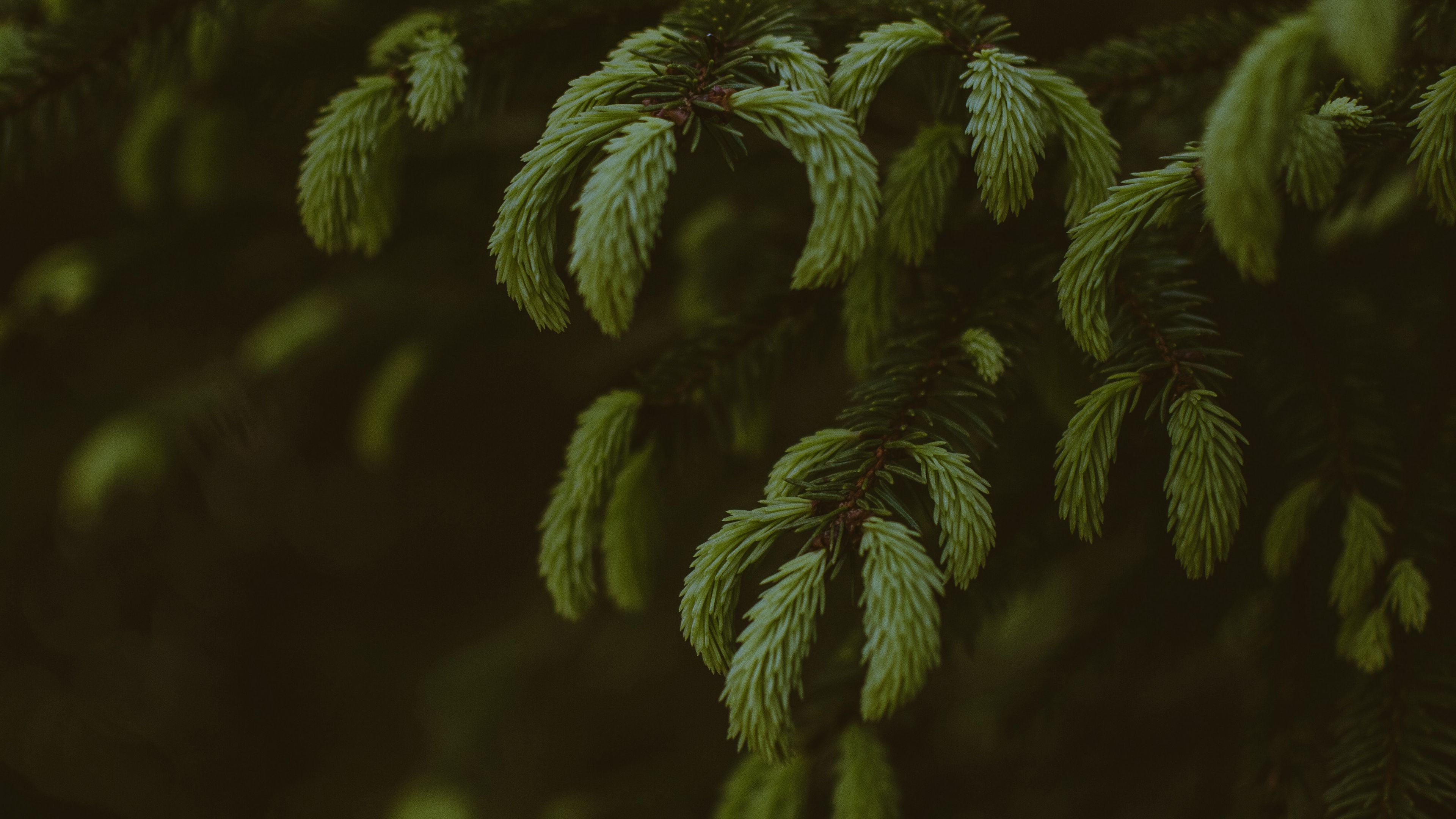 pine, branches, needles, tree, evergreen, 4k, HD Wallpaper