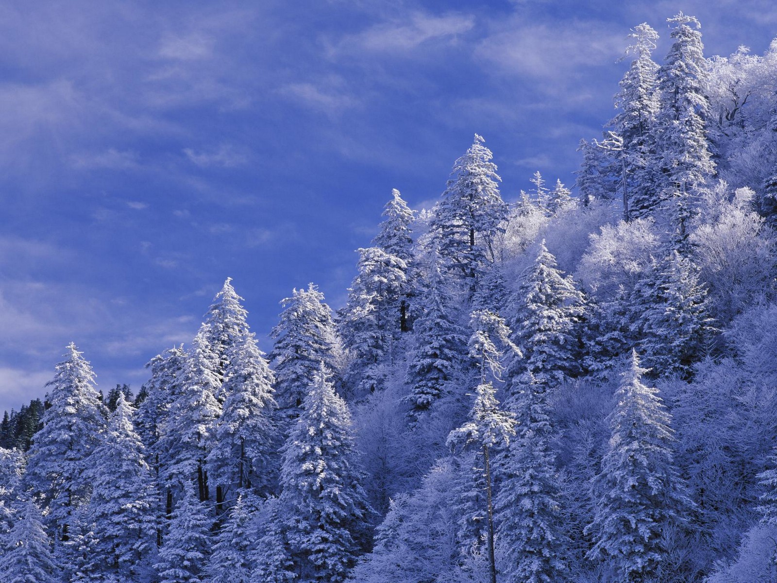 snow, winter, pine trees, HD Wallpaper