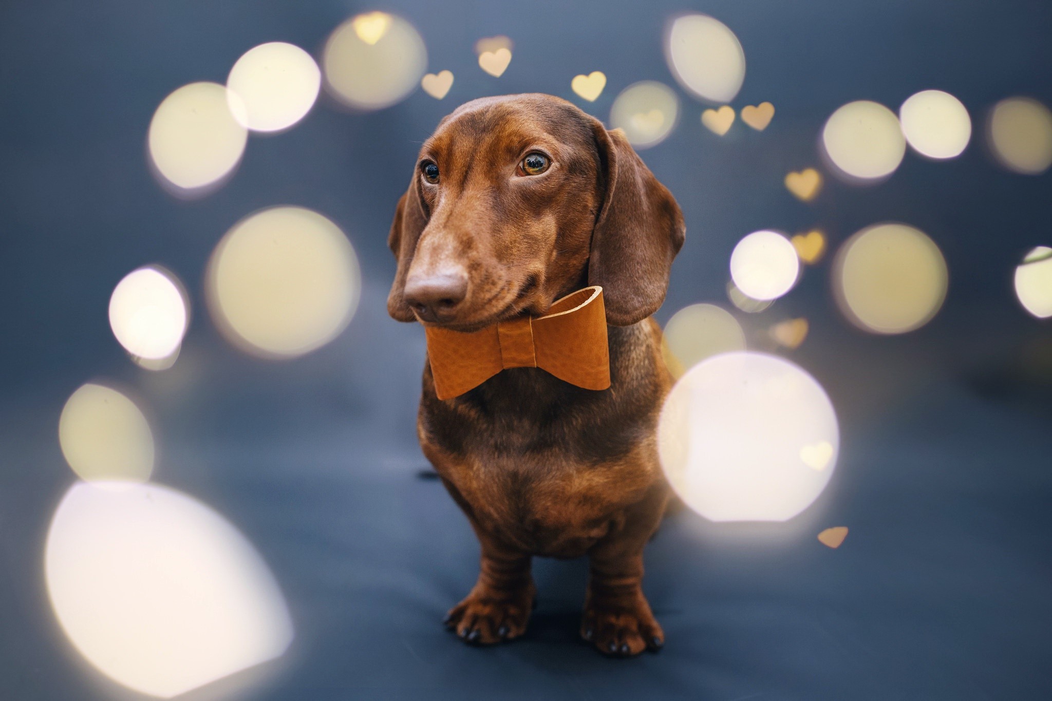 dog, animals, dachshund, bow-tie, HD Wallpaper