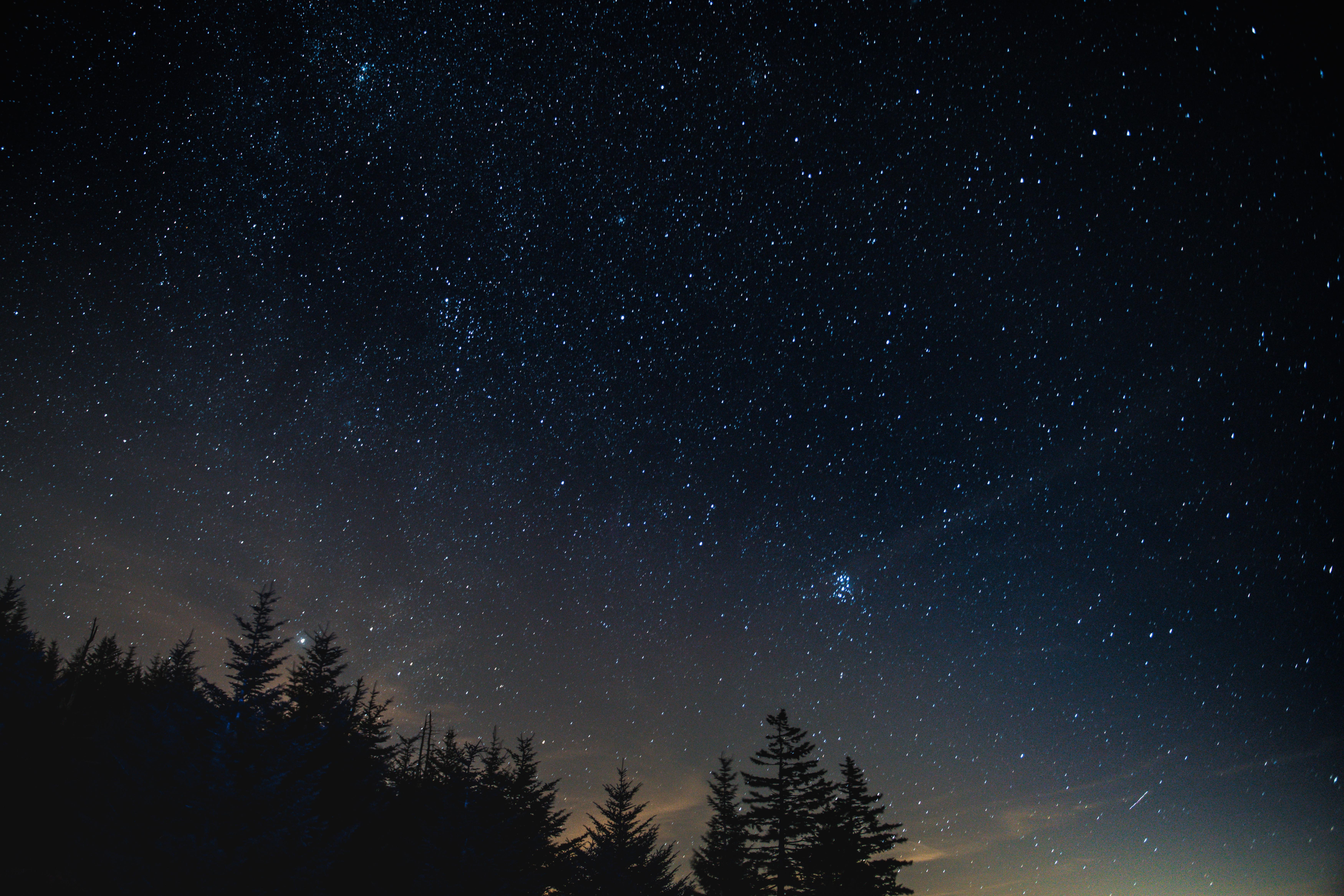 forest, trees, starry night, nature, HD Wallpaper