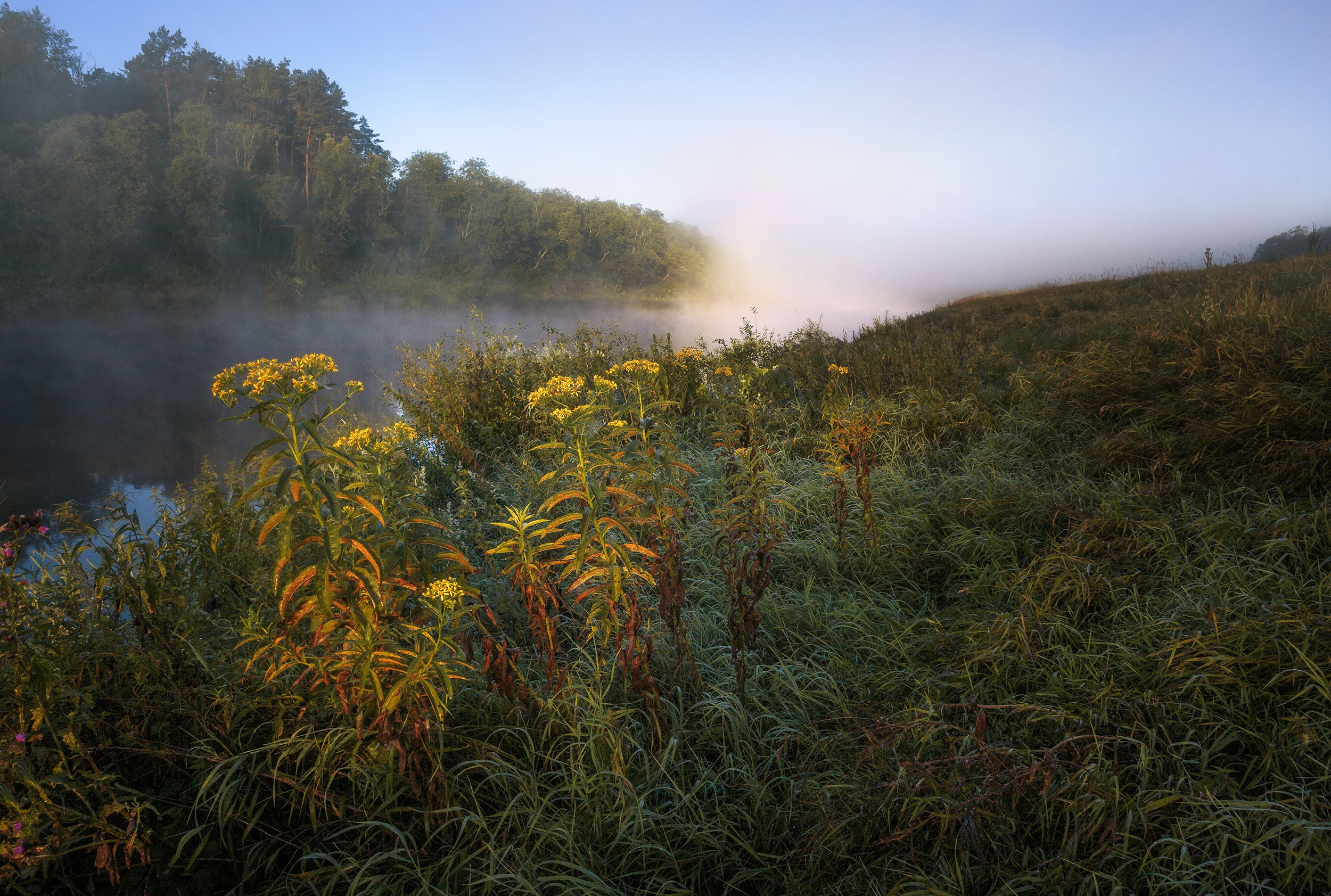 plants, water, trees, nature, landscape, HD Wallpaper