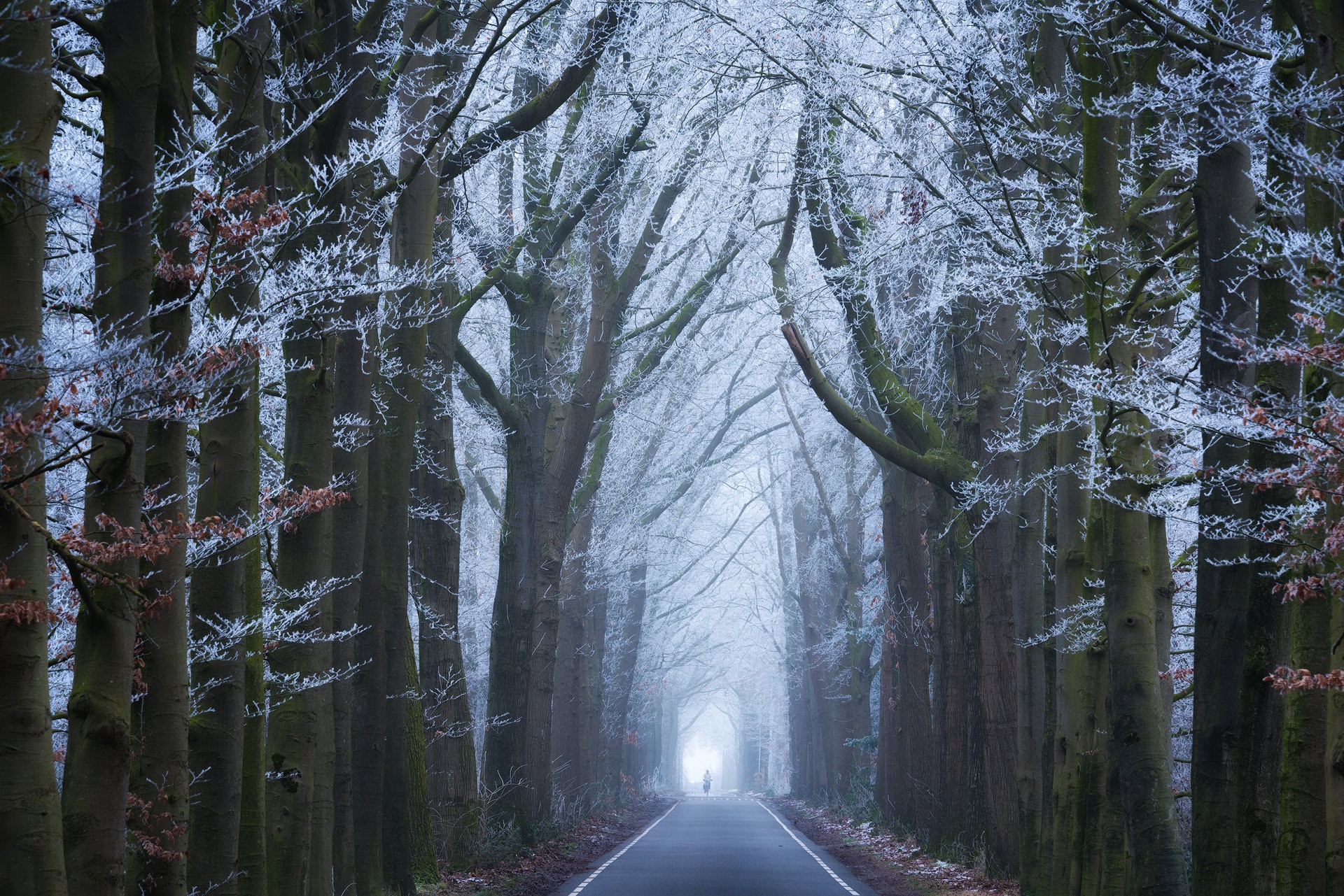 seasons, road, trees, frost, mist, path, HD Wallpaper