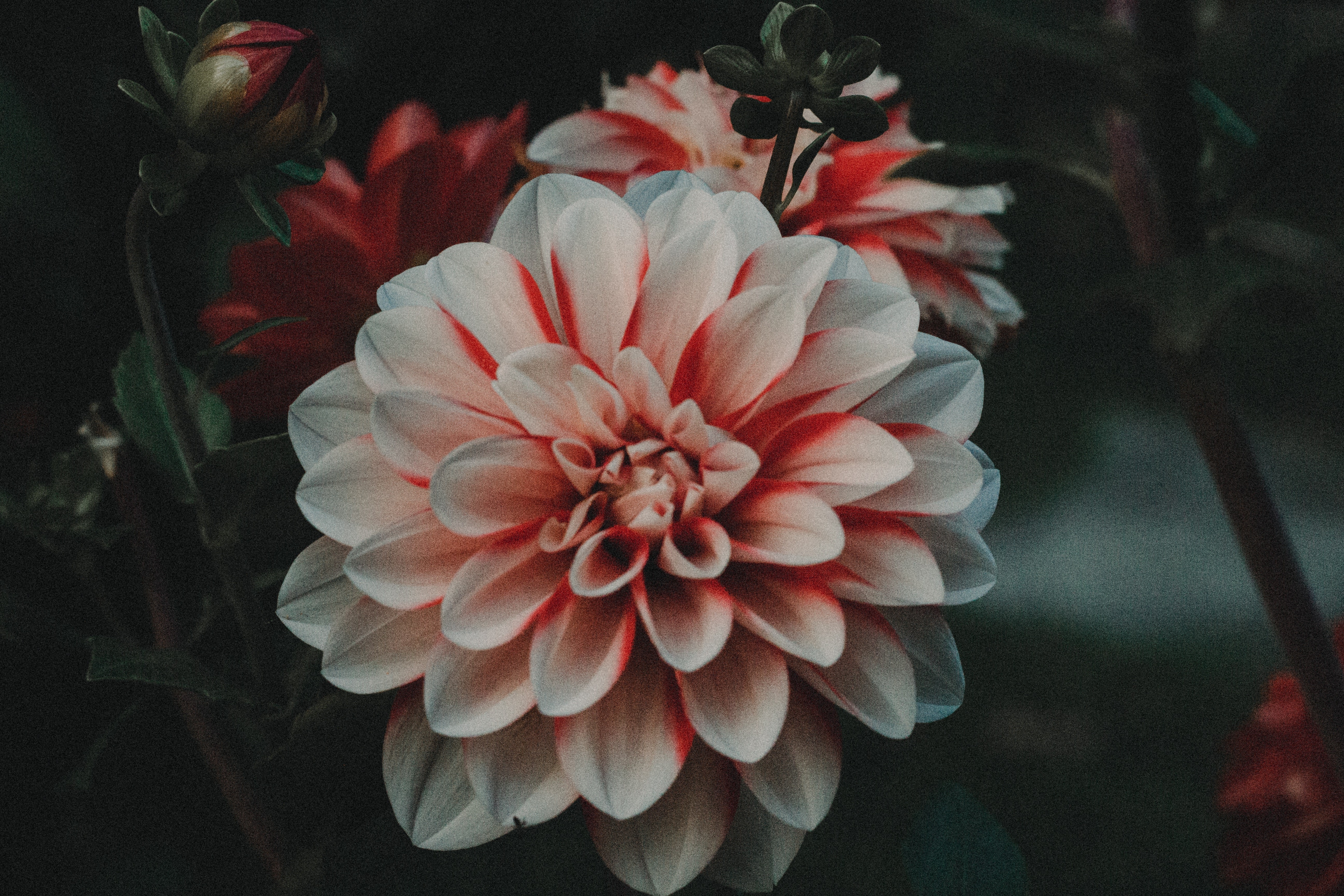 nature, flowers, closeup, colorful, HD Wallpaper