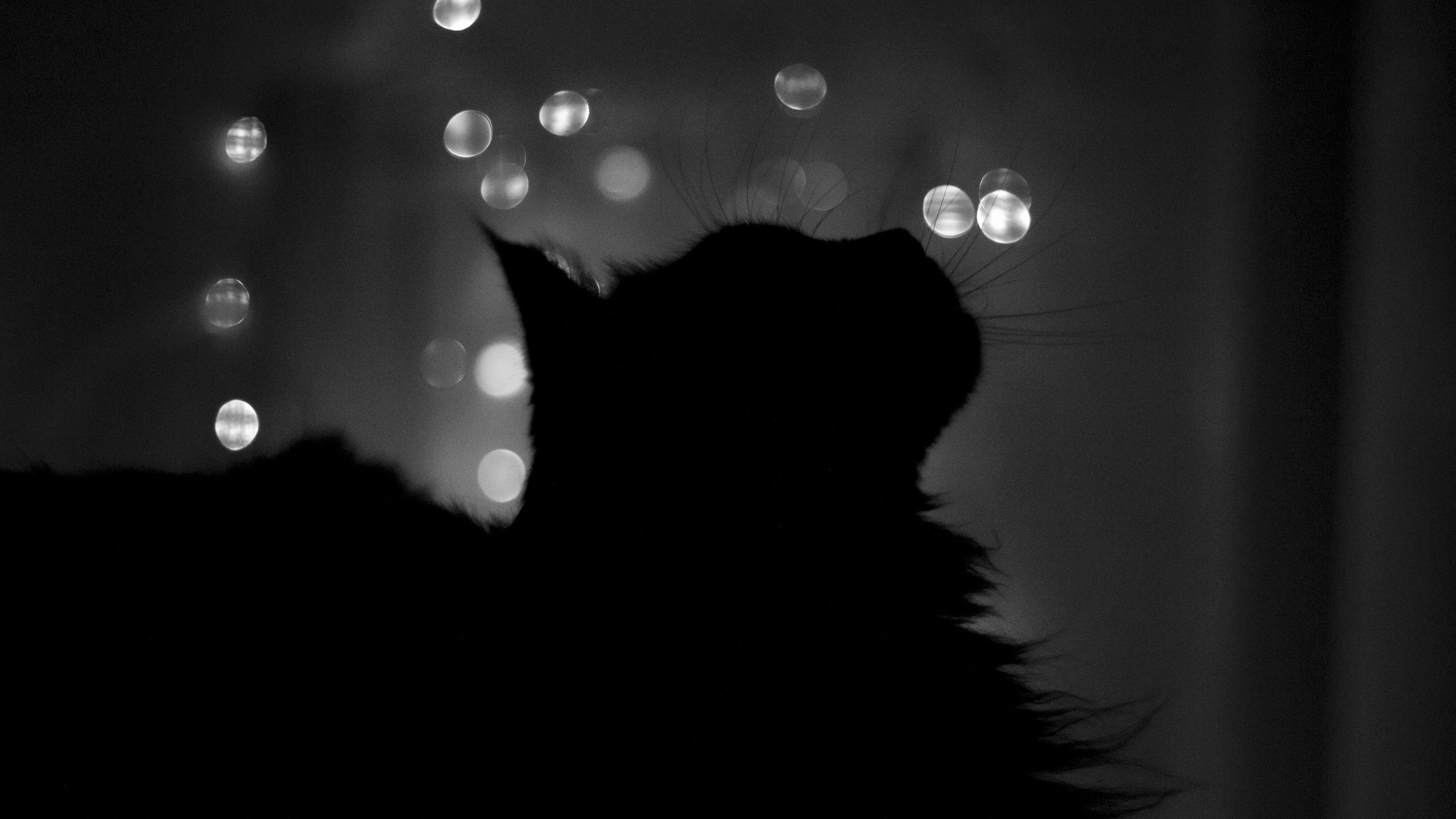 cats, silhouette, photography, bokeh, monochrome, animals, night, dark, HD Wallpaper