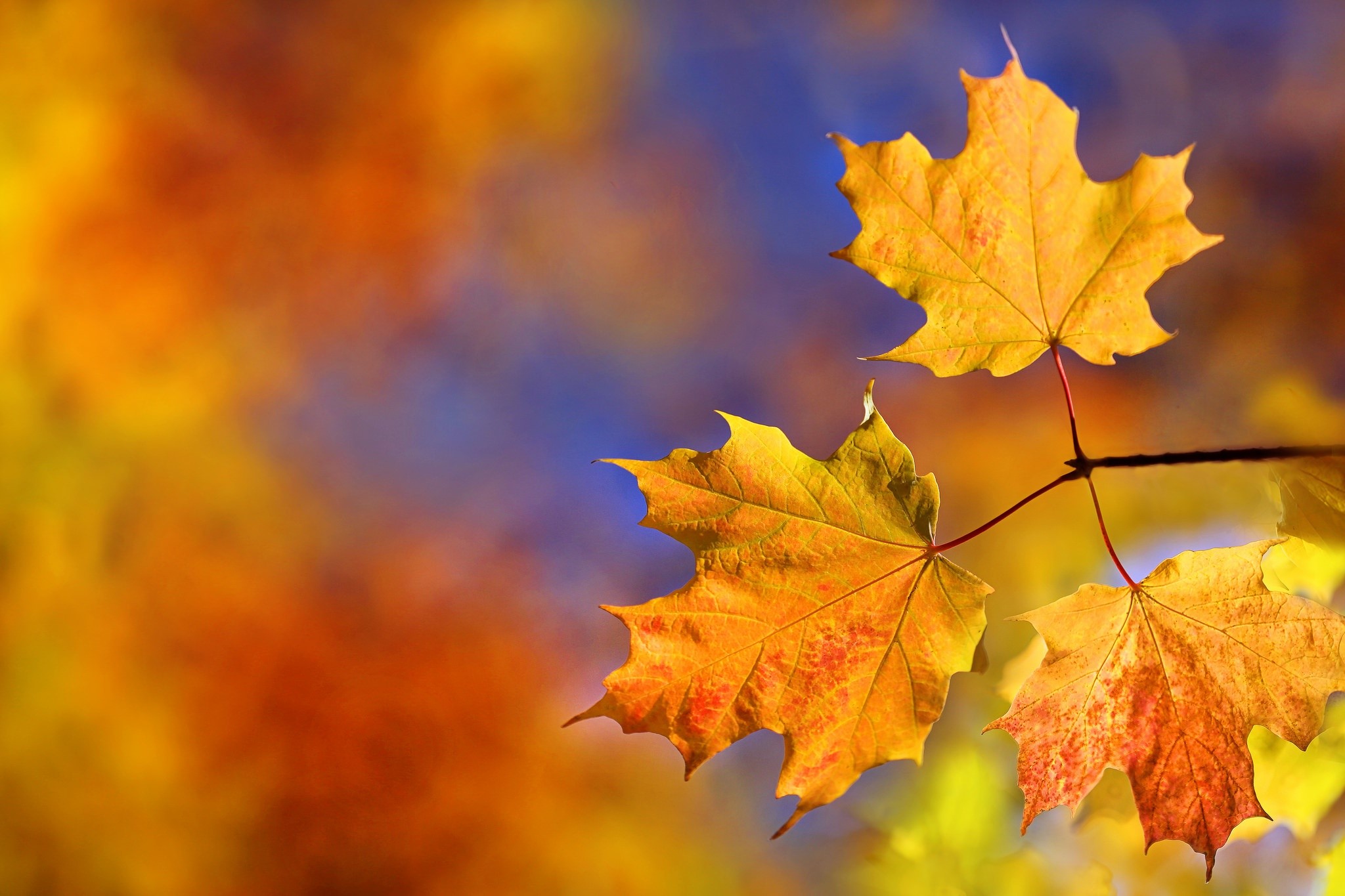 fall, colorful, nature, leaves, HD Wallpaper