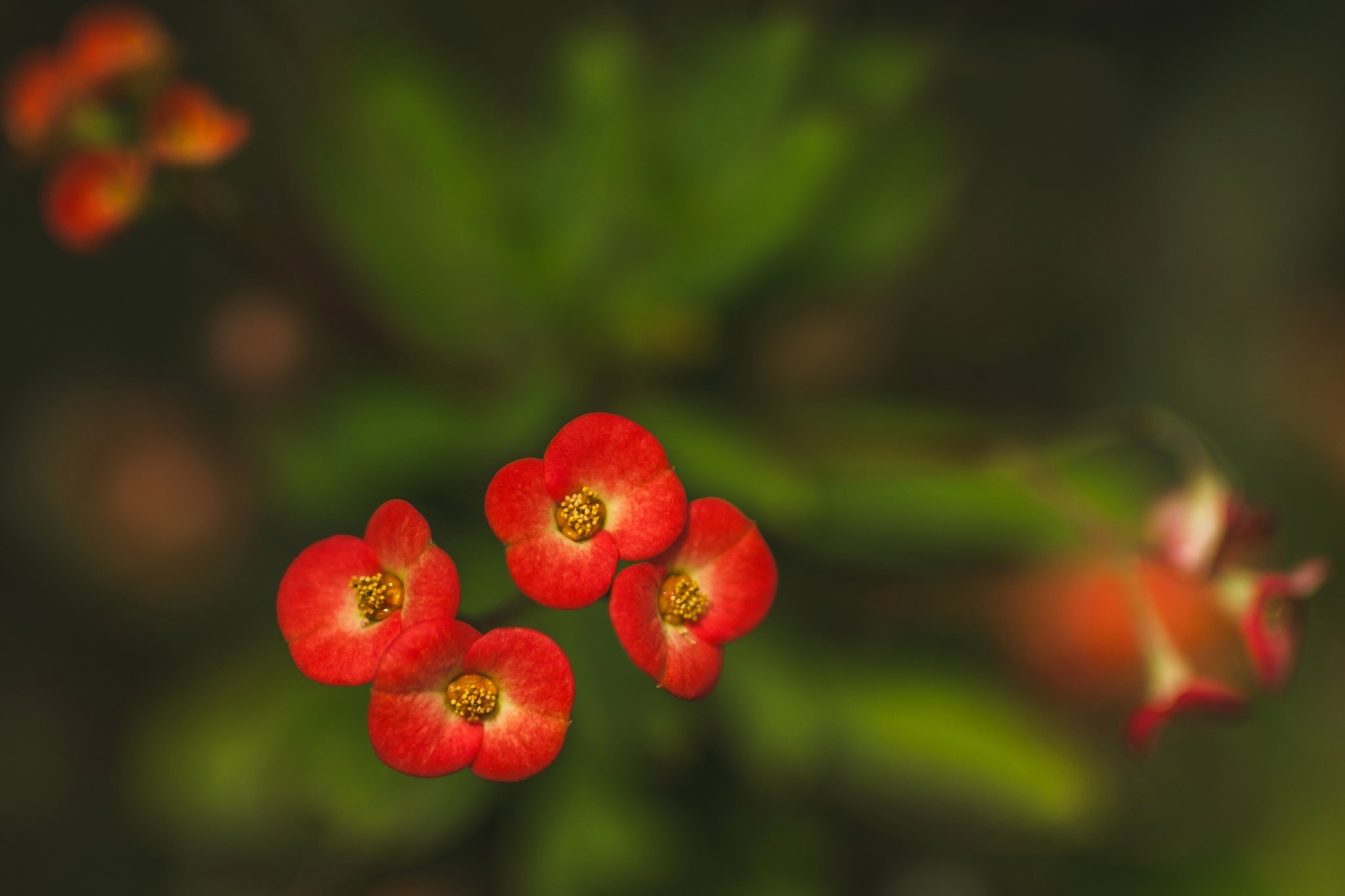 plants, flowers, red flowers, HD Wallpaper