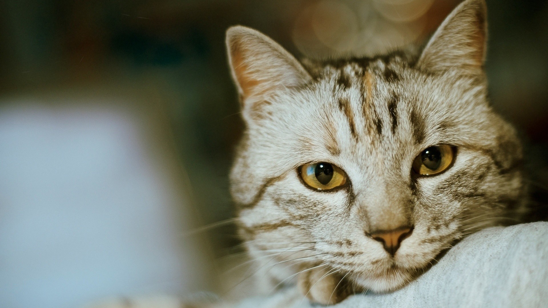 cats, animals, depth of field, eyes, HD Wallpaper